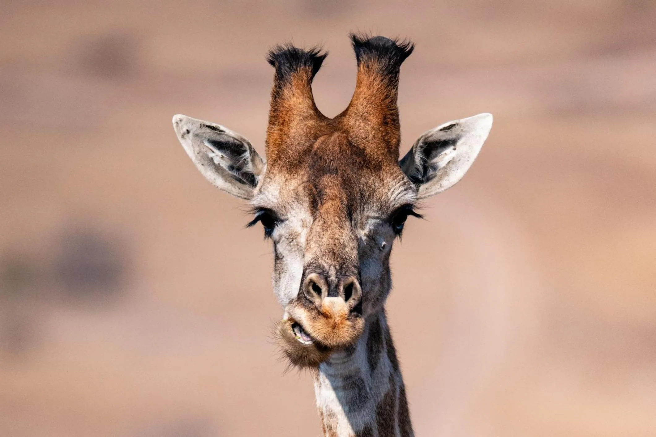 Animals in Zulu Rock Lodge - Babanango Game Reserve