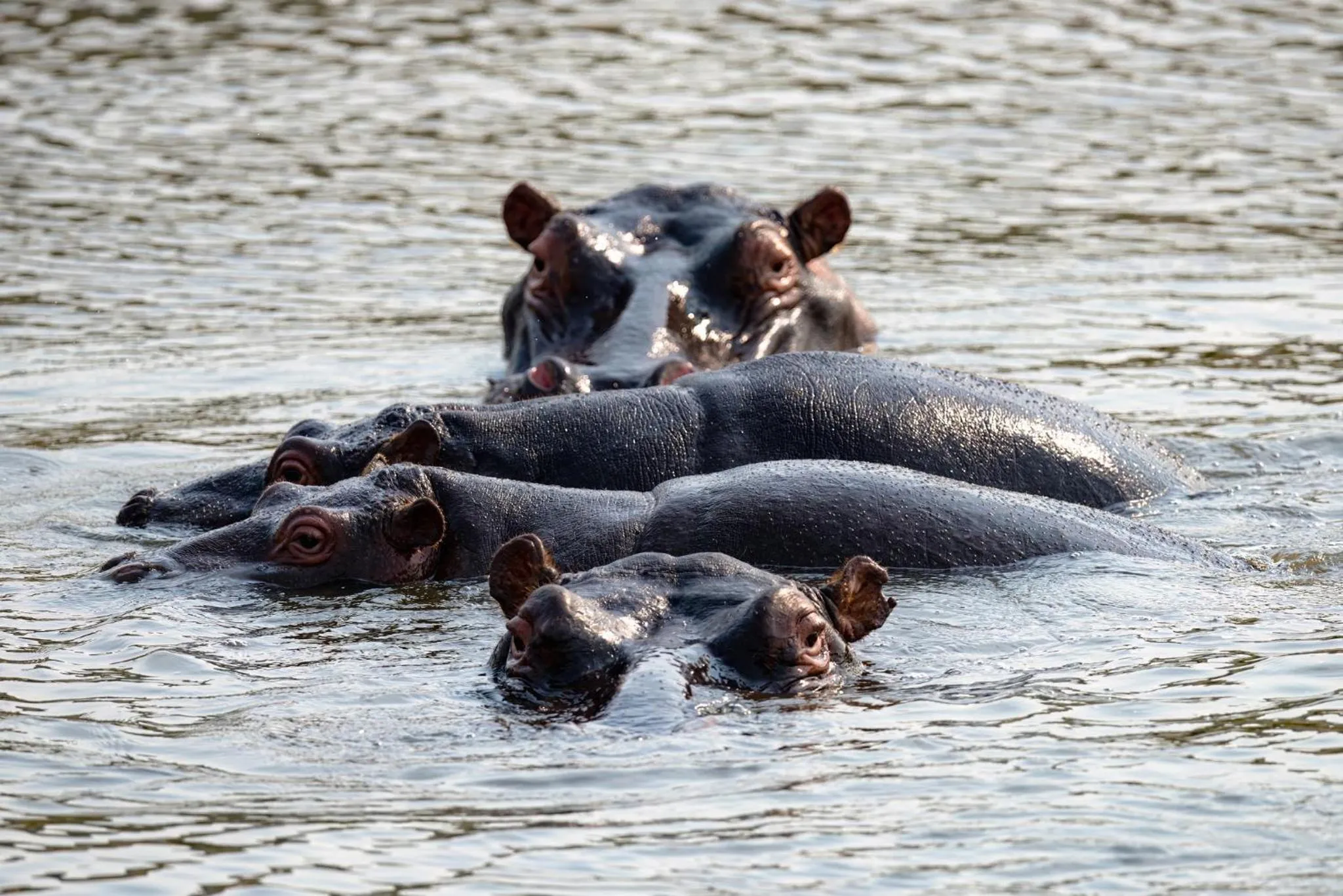 Animals in Zulu Rock Lodge - Babanango Game Reserve