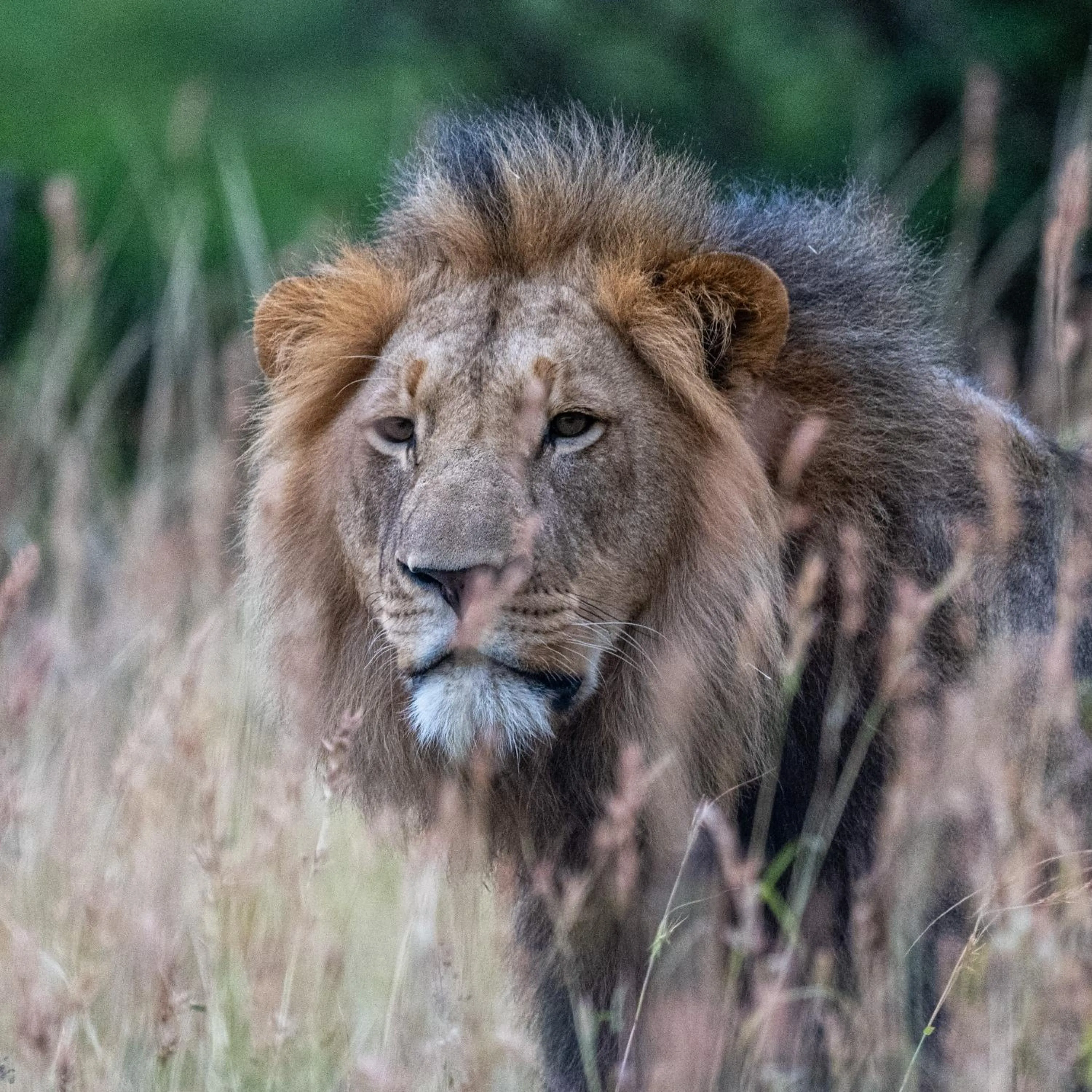 Animals in Zulu Rock Lodge - Babanango Game Reserve