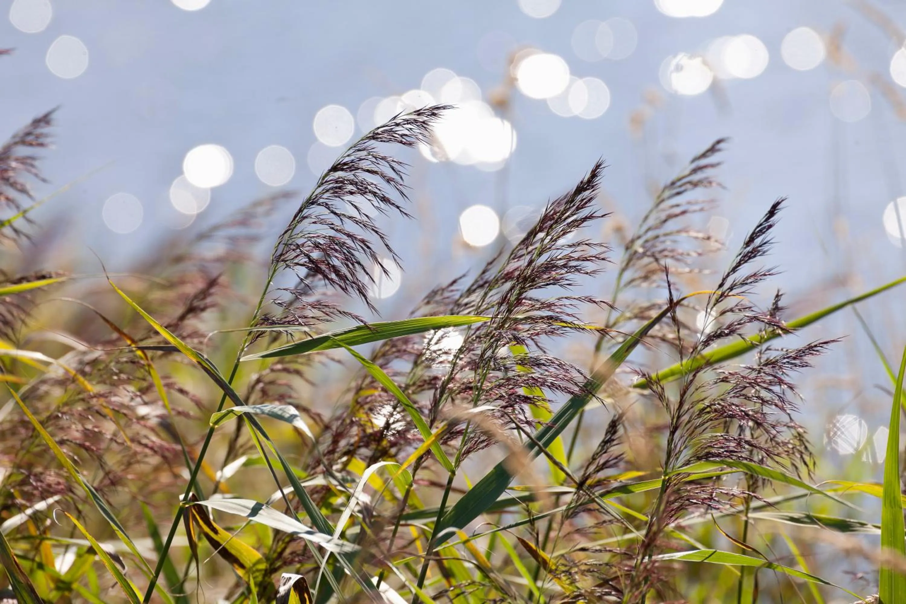 Area and facilities in Hotel Hinrichs