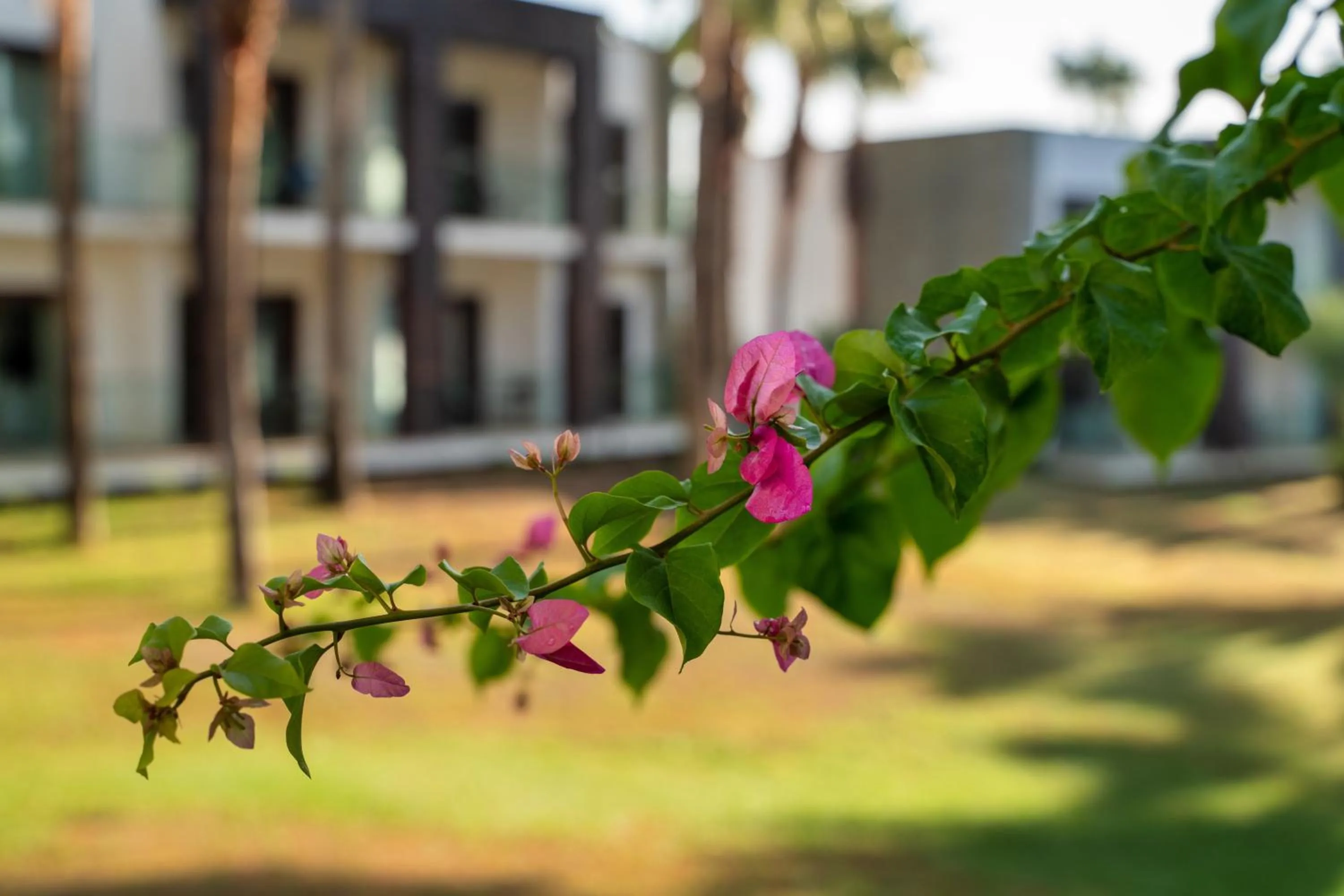 Garden in Hillstone Bodrum Hotel & Spa