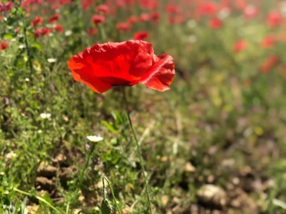 Chambre d’hôtes vaucluse