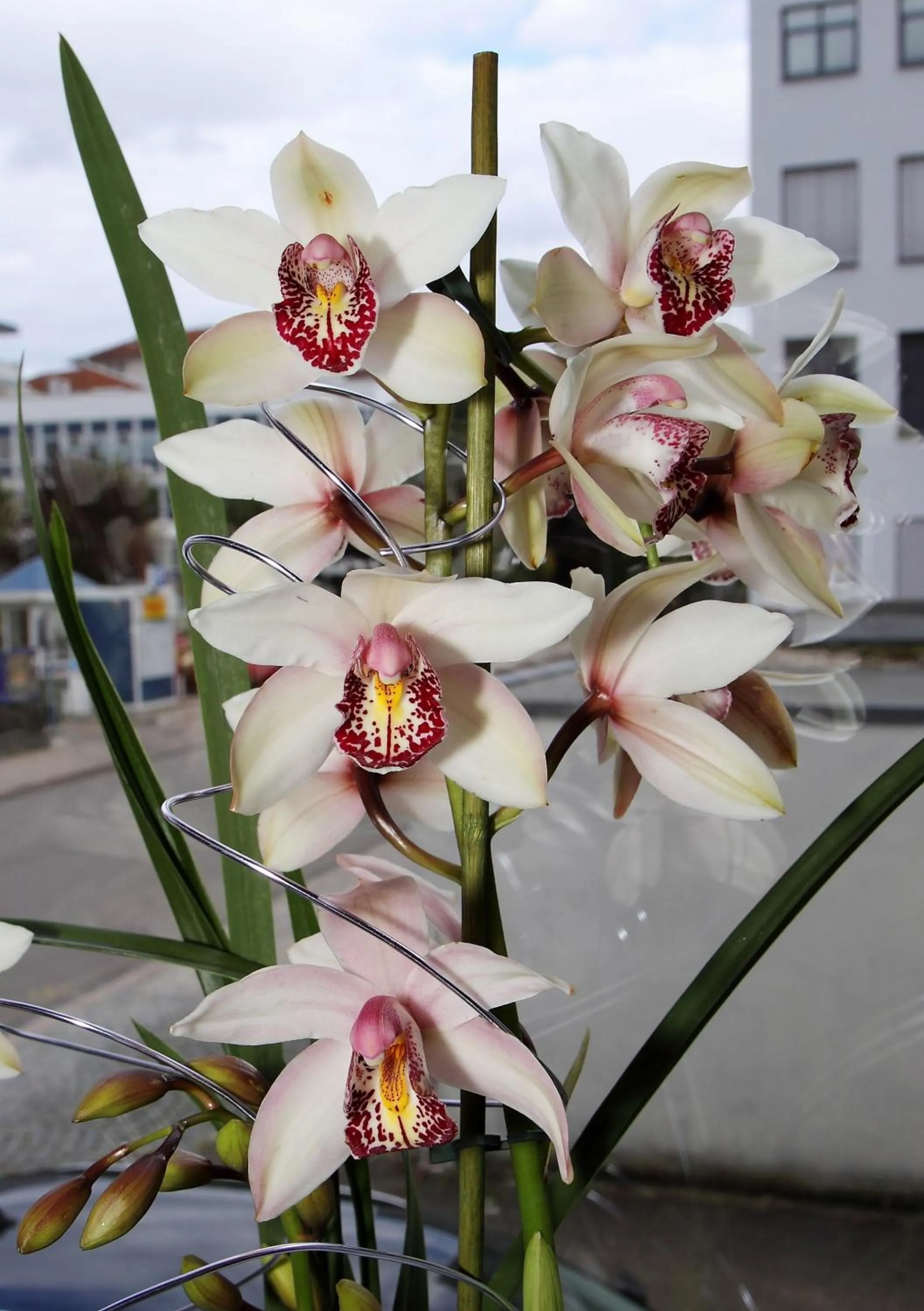 Other in Europa Hotel City