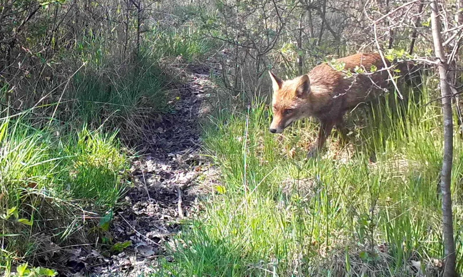 Garden in Domaine des Bois Argentés