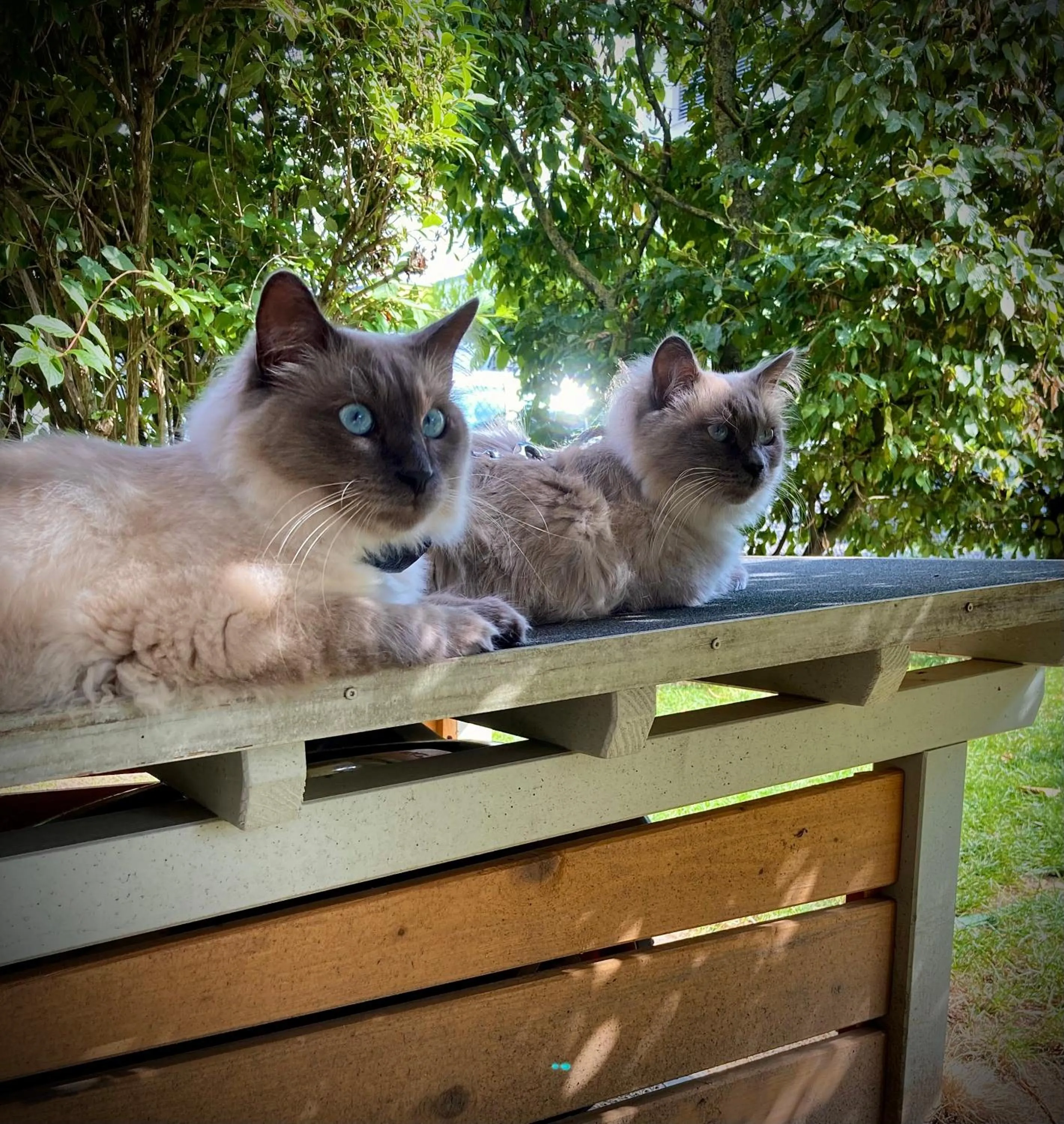 Pets in Hotel-von-Heyden