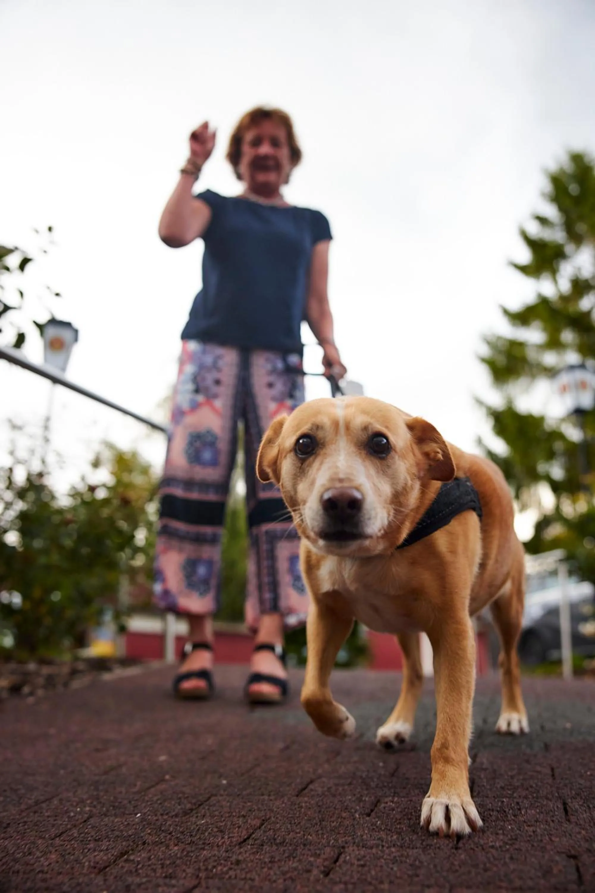 Pets in Flair Hotel Landgasthof Roger