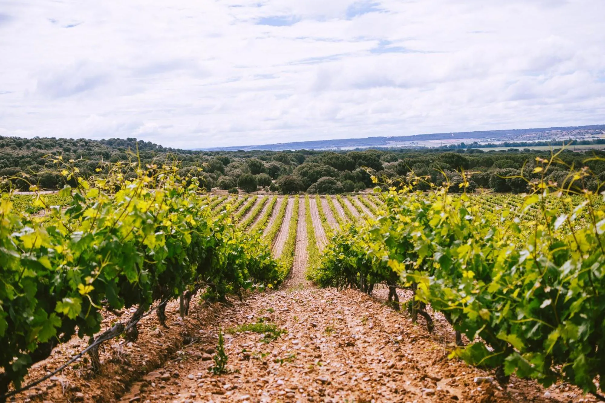 Natural landscape in Castillo de Monte la Reina Posada Real & Bodega