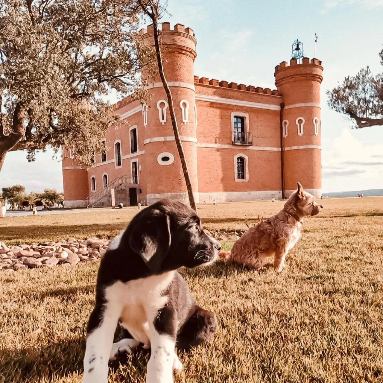Pets in Castillo de Monte la Reina Posada Real & Bodega