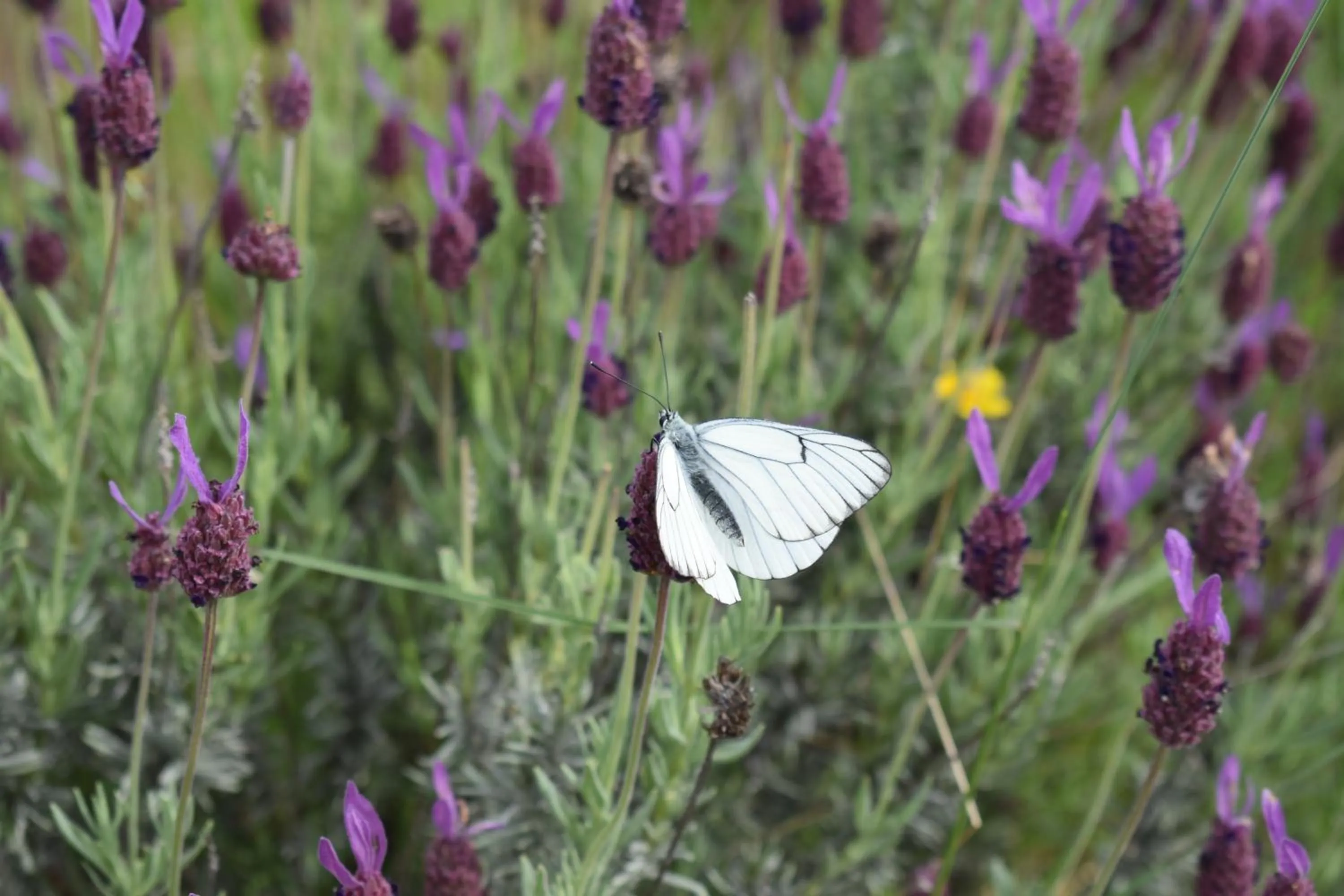 Hiking in Hotel Rural San Giles