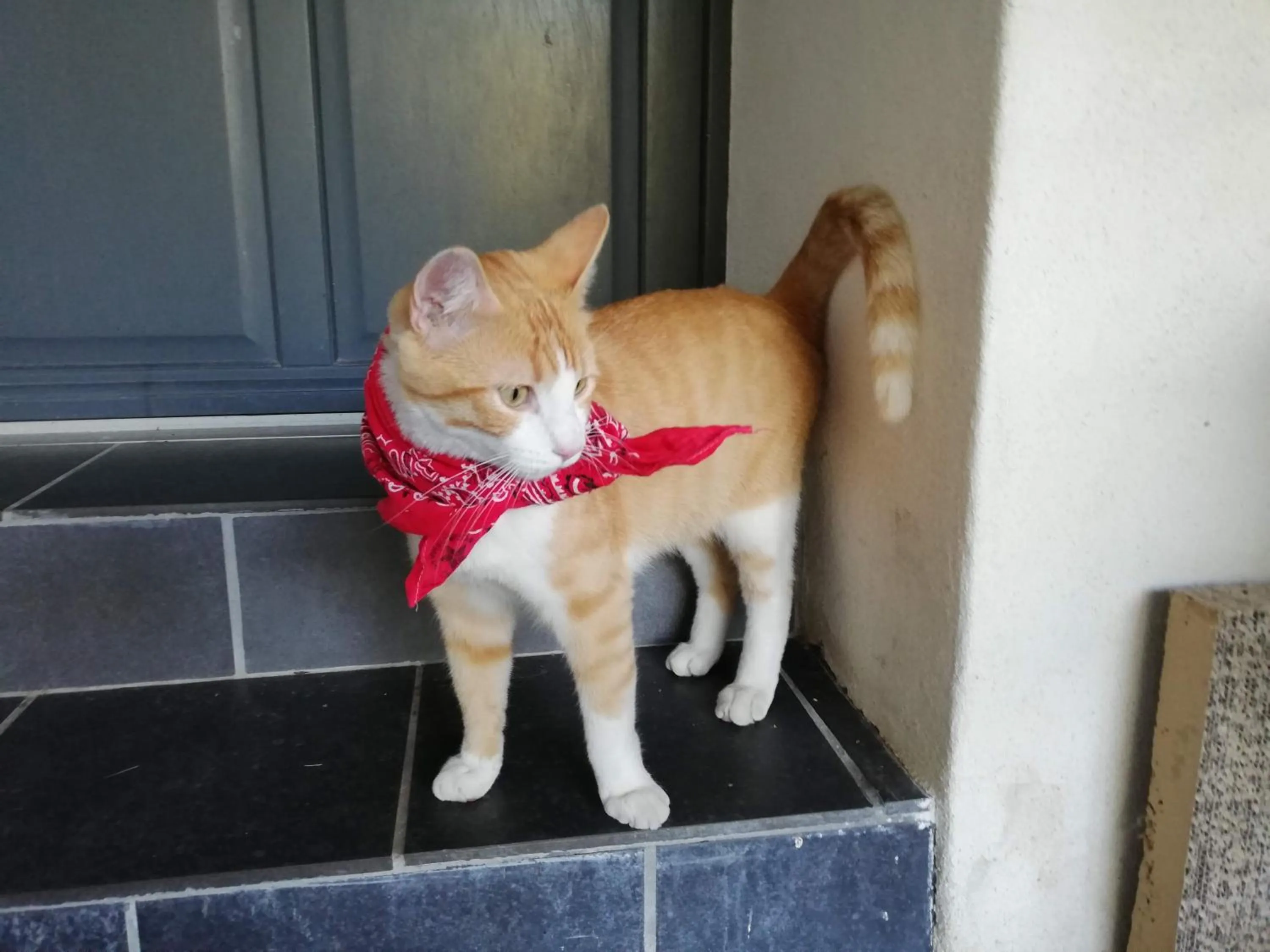 Animals in Au Logis de la Mongie