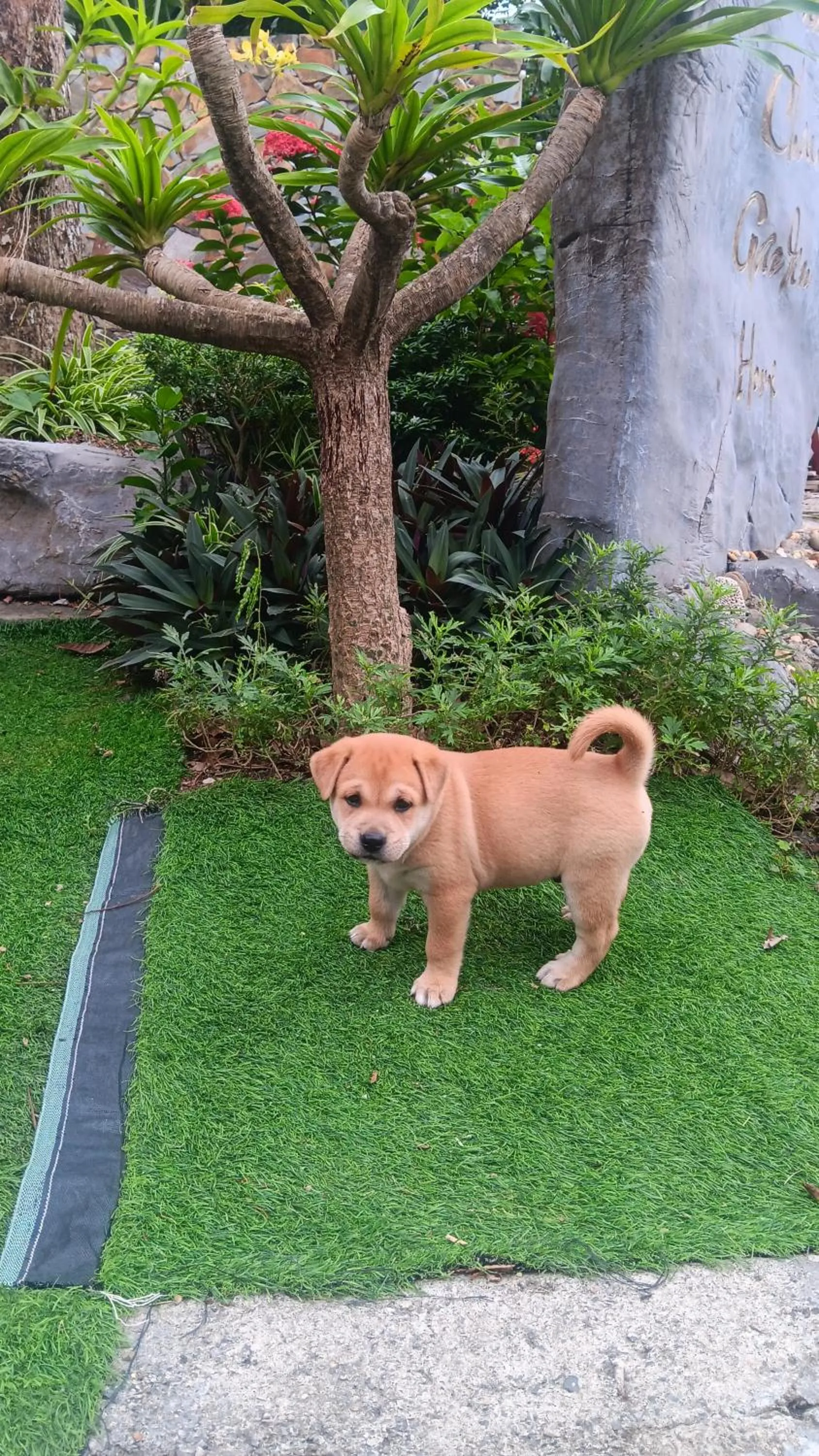 Pets in Tran Chau Garden Home