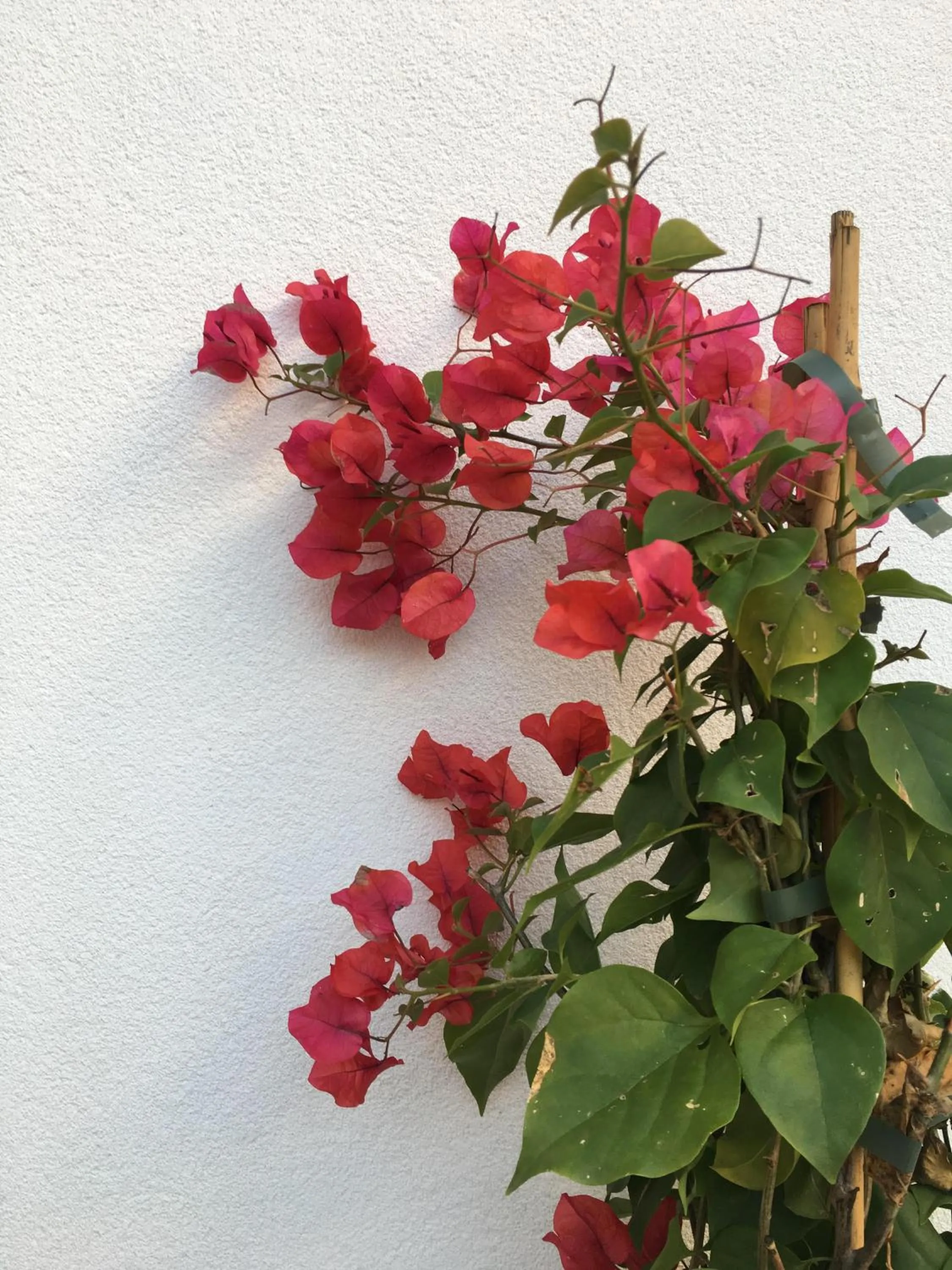 Garden in Cardeal Suites & Apartments