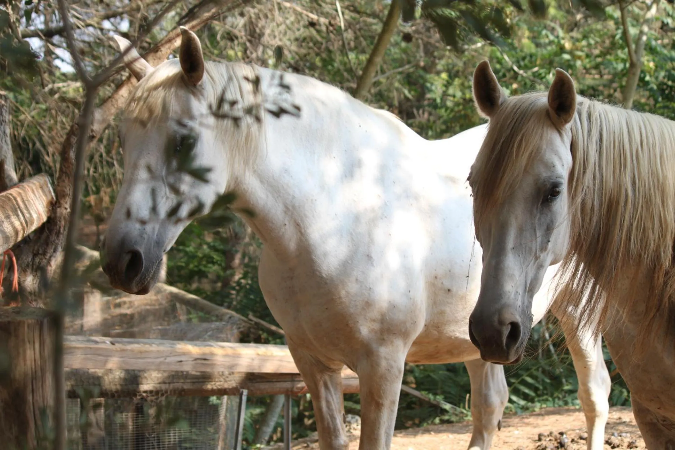 Animals in B&B TENUTA AGNUSDEI