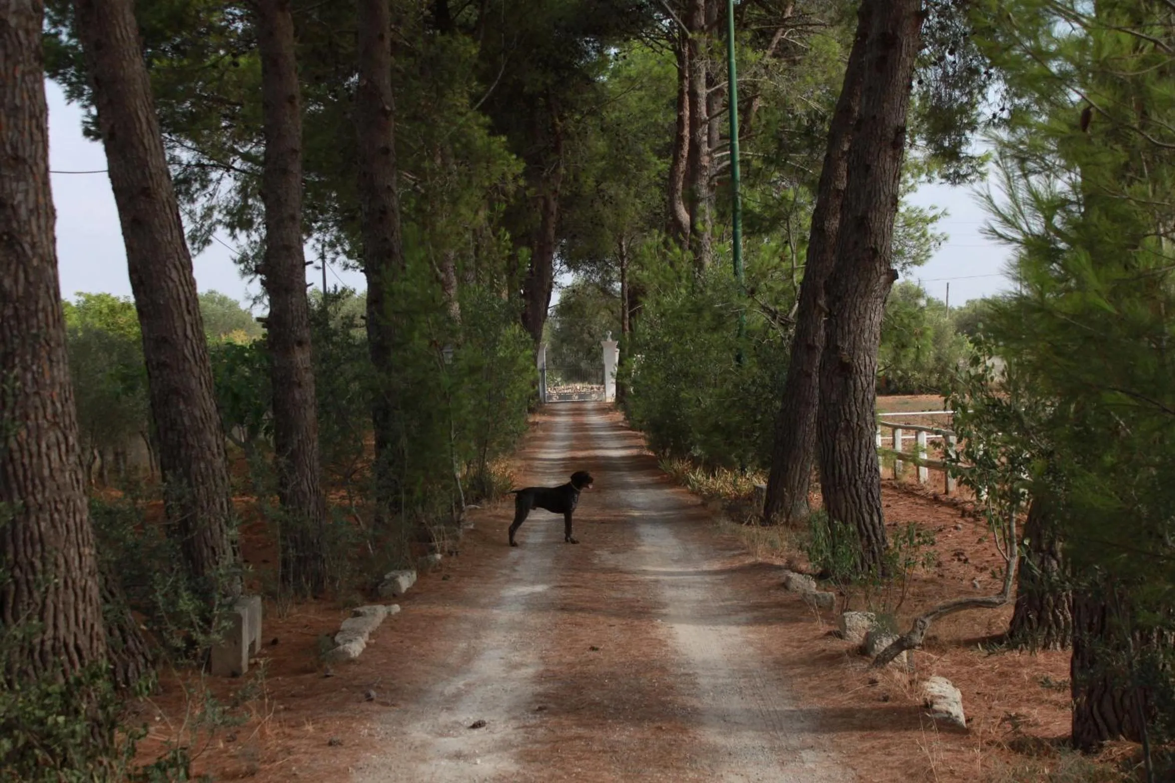 Natural landscape in B&B TENUTA AGNUSDEI