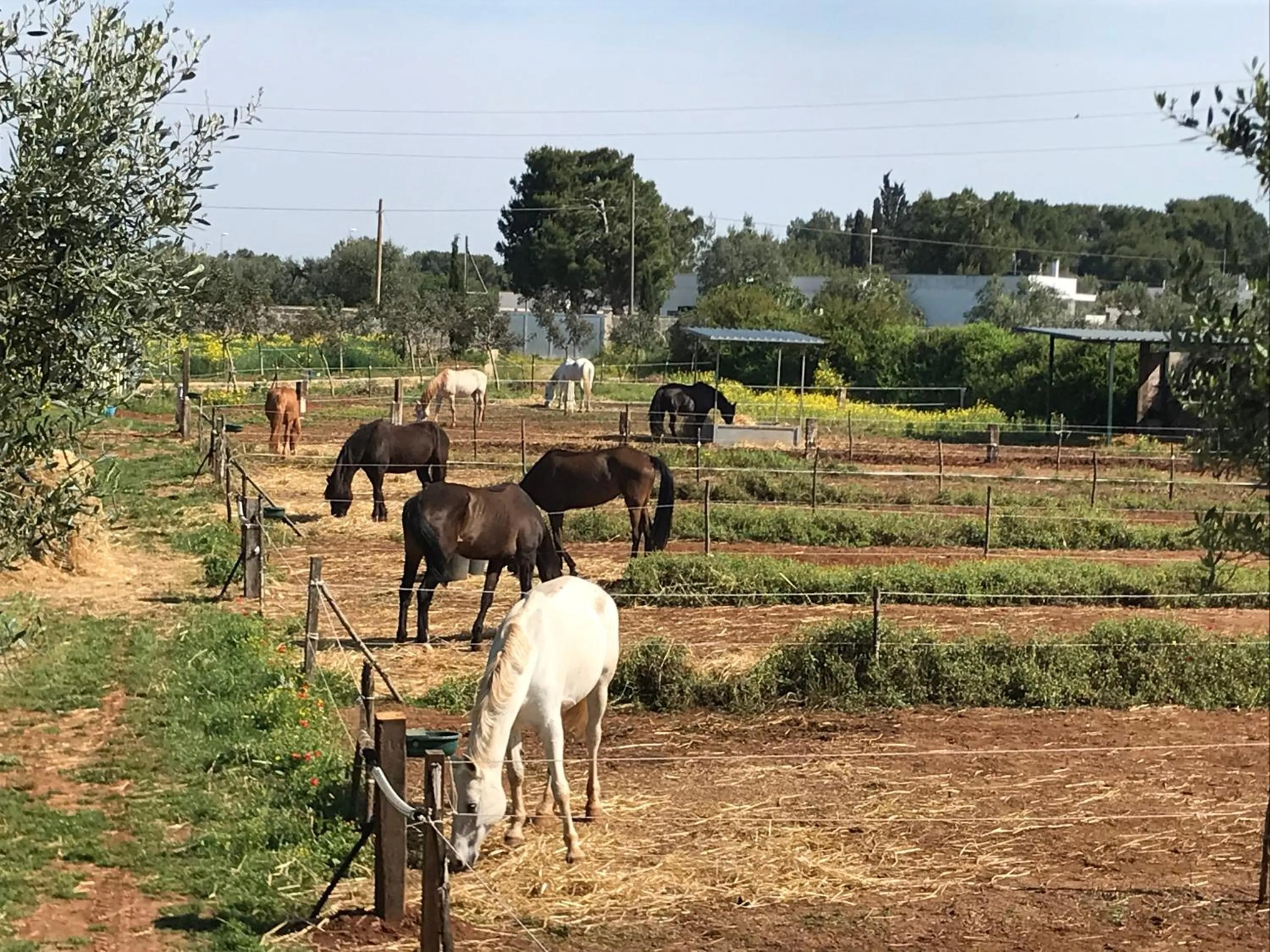 Natural landscape in B&B TENUTA AGNUSDEI