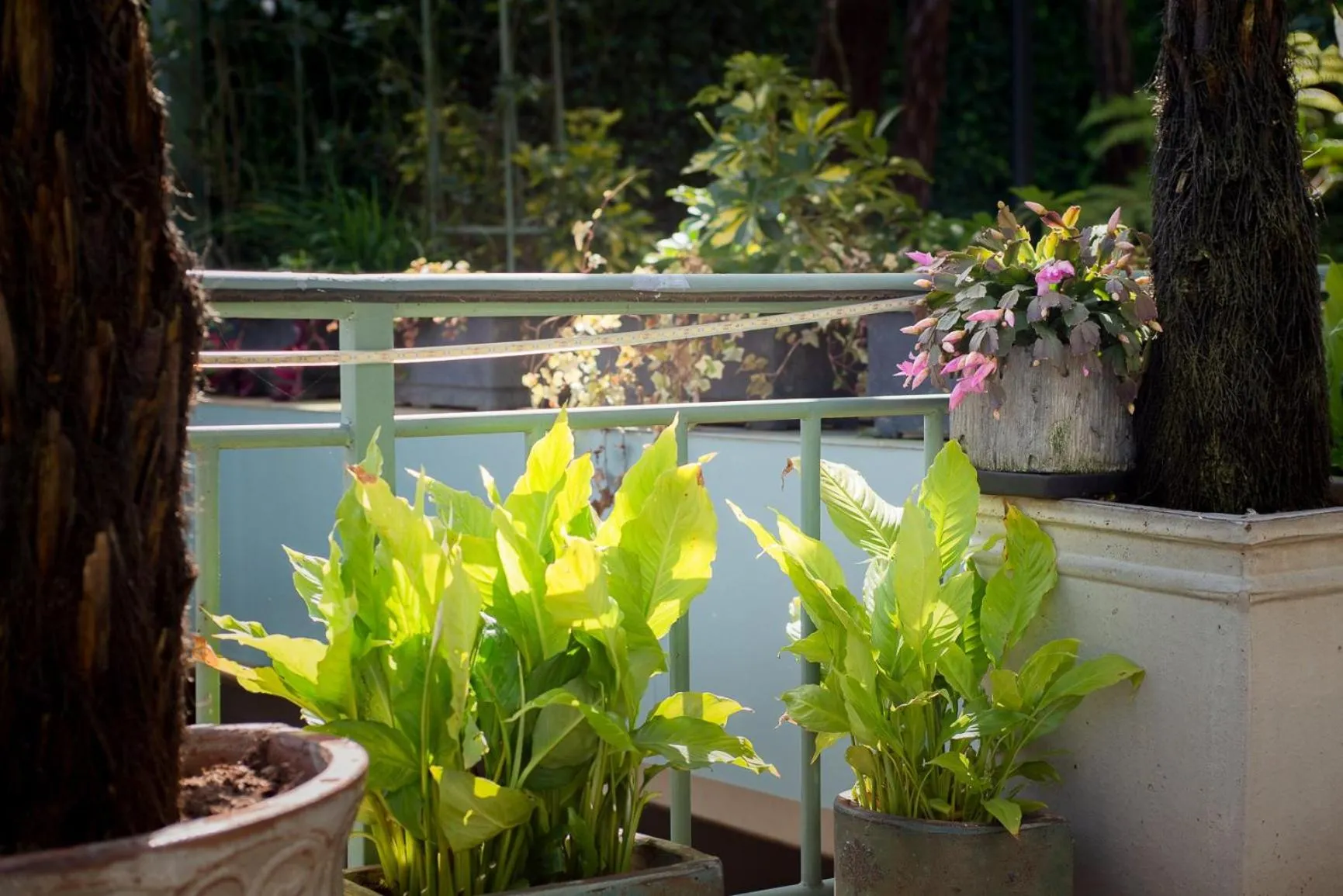 Garden in Le Soleil Boutique Hotel
