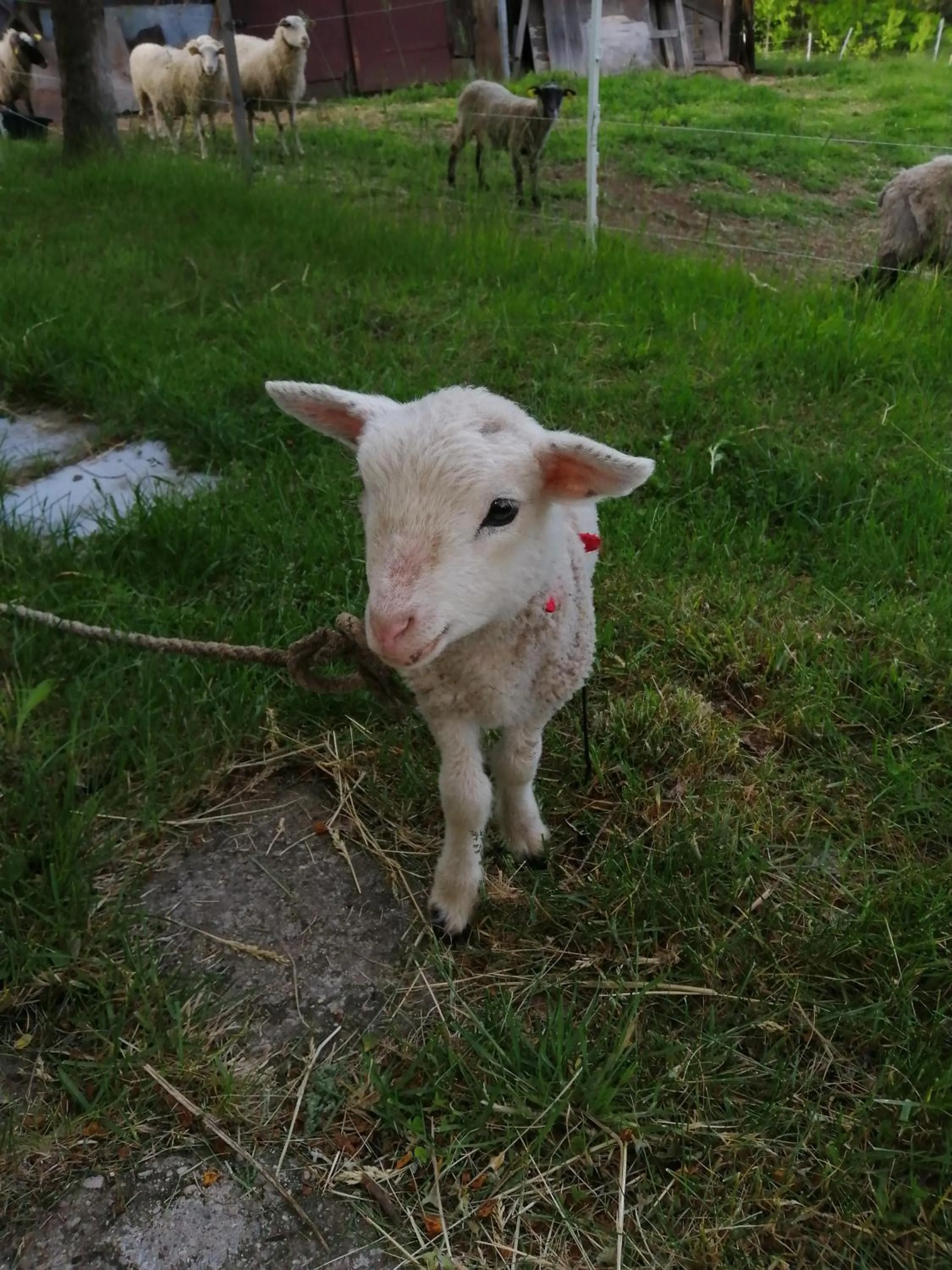 Pets in Poilsio kampelis Zarasuose