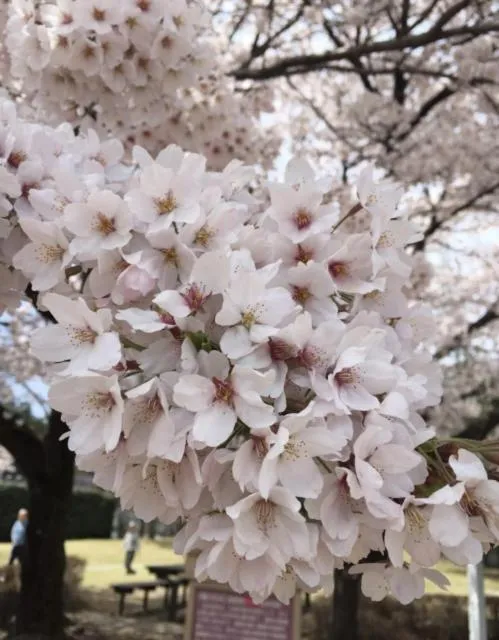 7 Rooms Hotel & Cafe - Boutique Designer Hotel - 30 mins from Disneyland&Tokyo