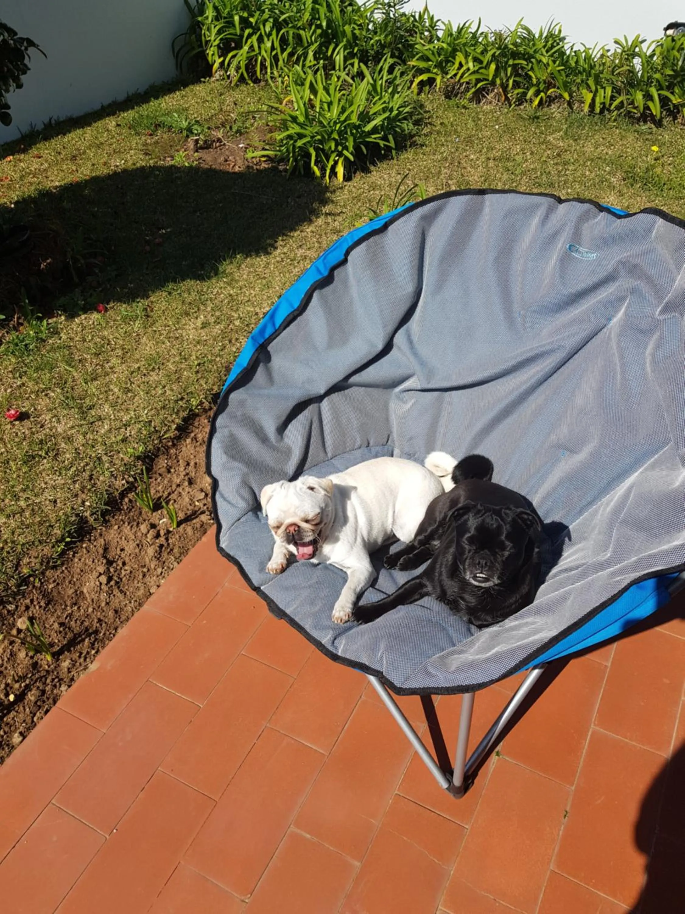 Pets in Beachwalk guesthouse