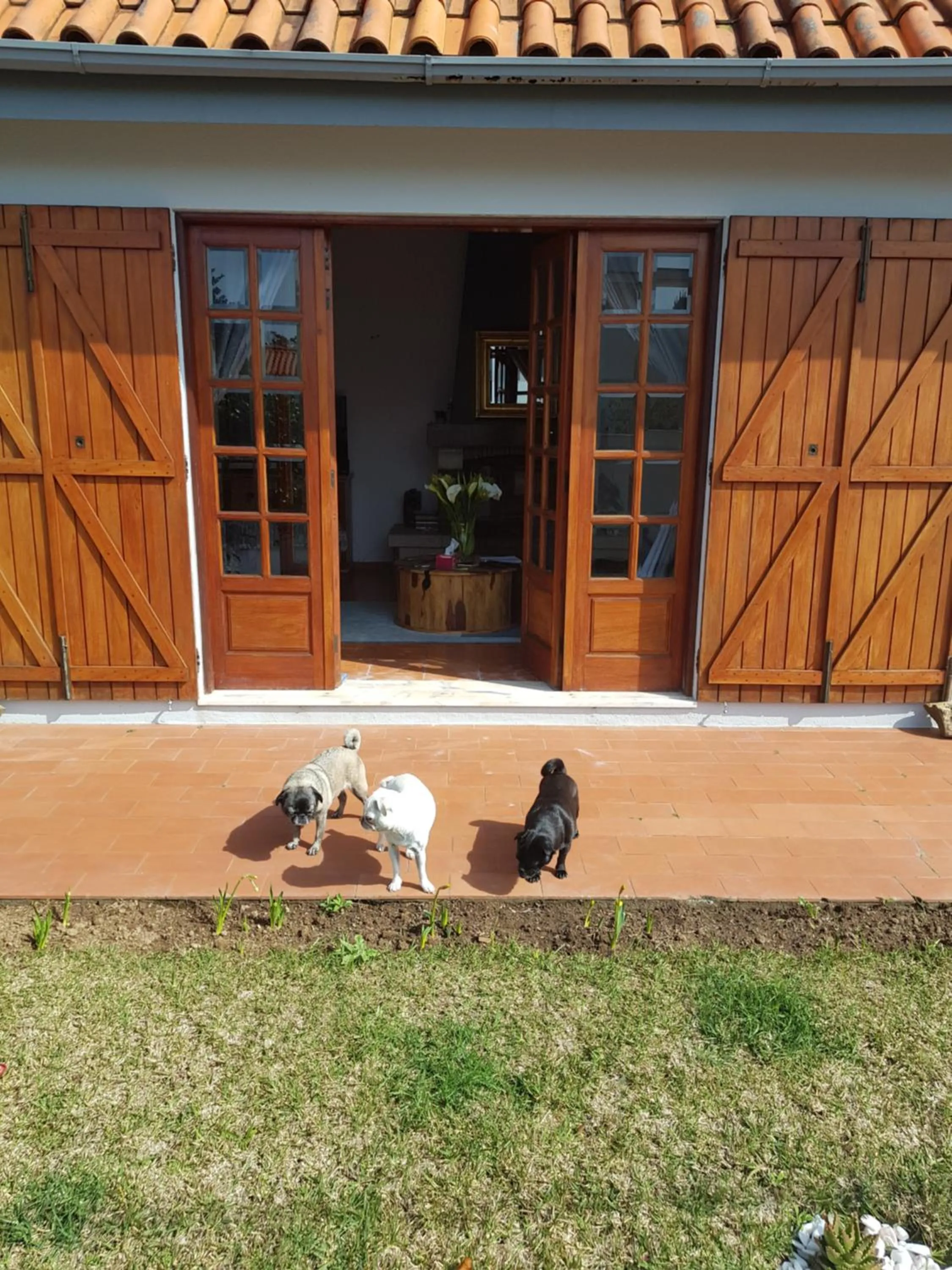 Pets in Beachwalk guesthouse