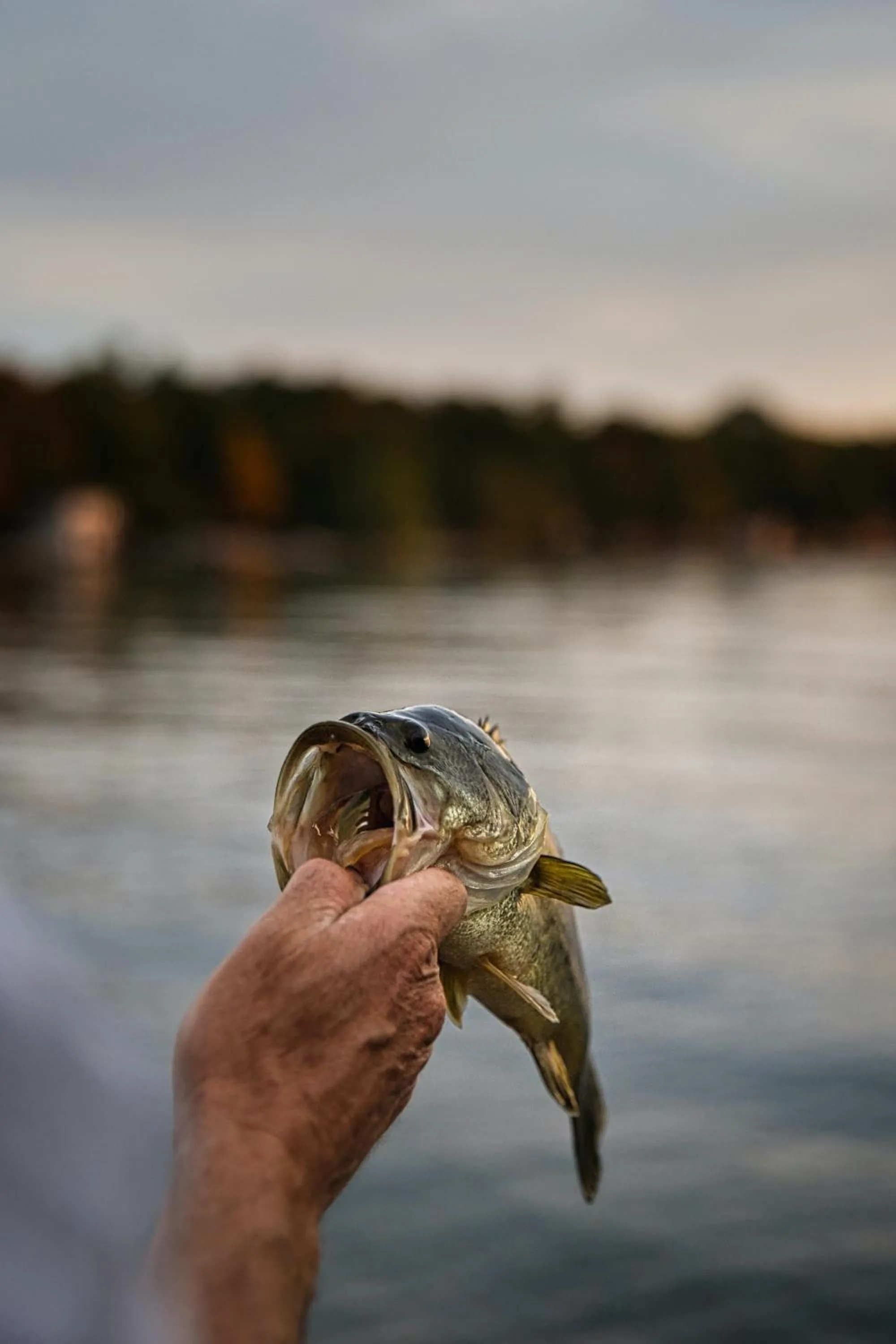 Fishing in Bass Lake Country Lodge