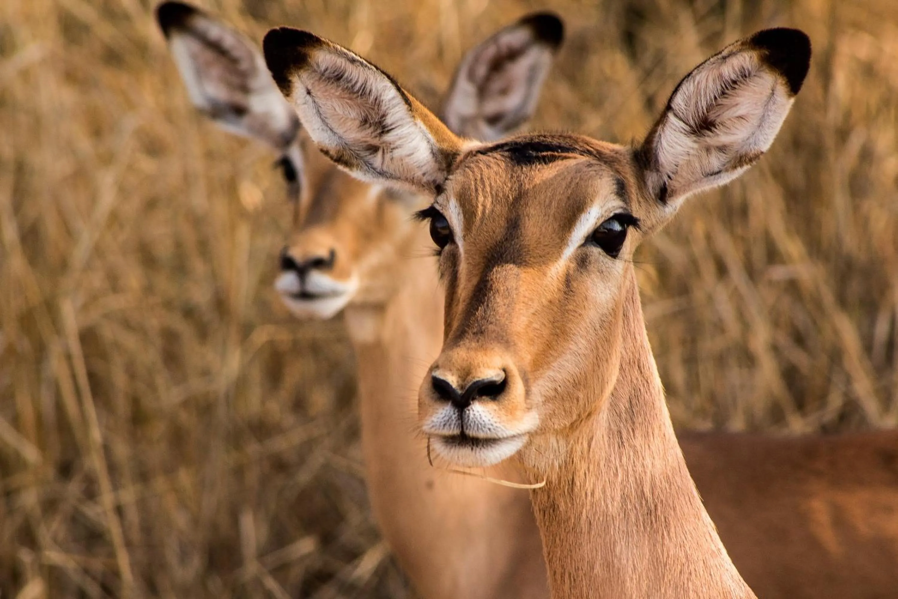Animals in Bass Lake Country Lodge