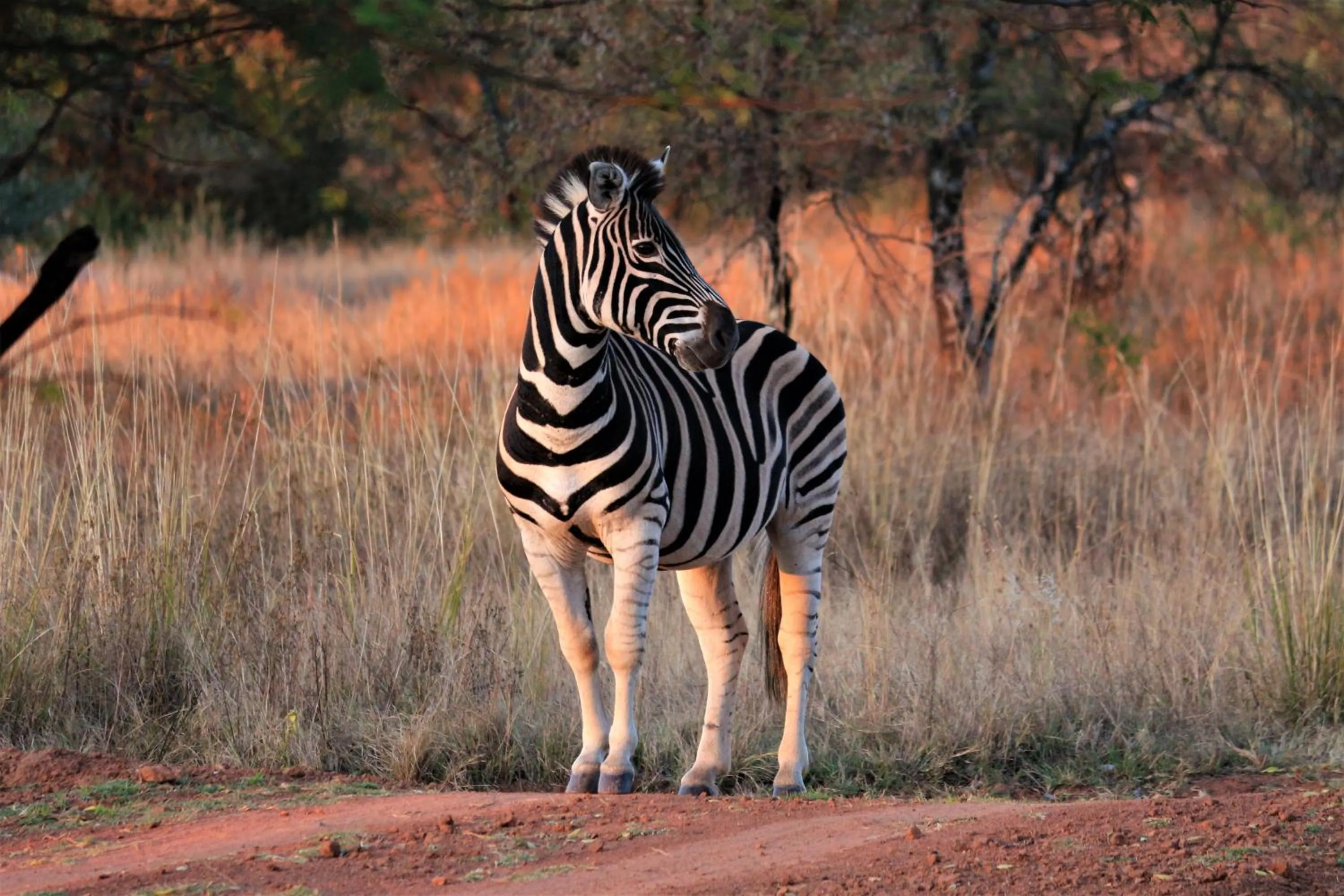 Animals in Bass Lake Country Lodge