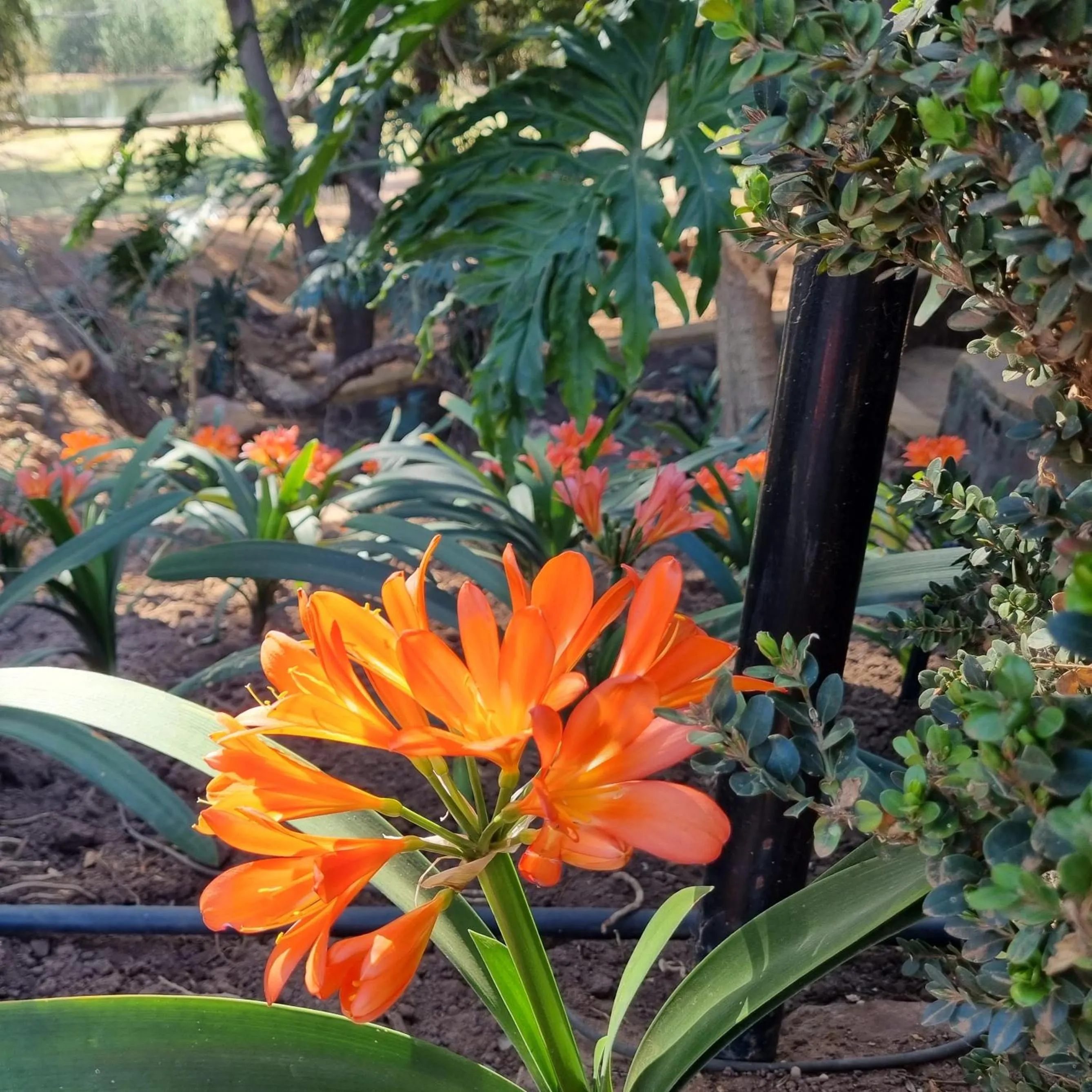 Garden in Bass Lake Country Lodge