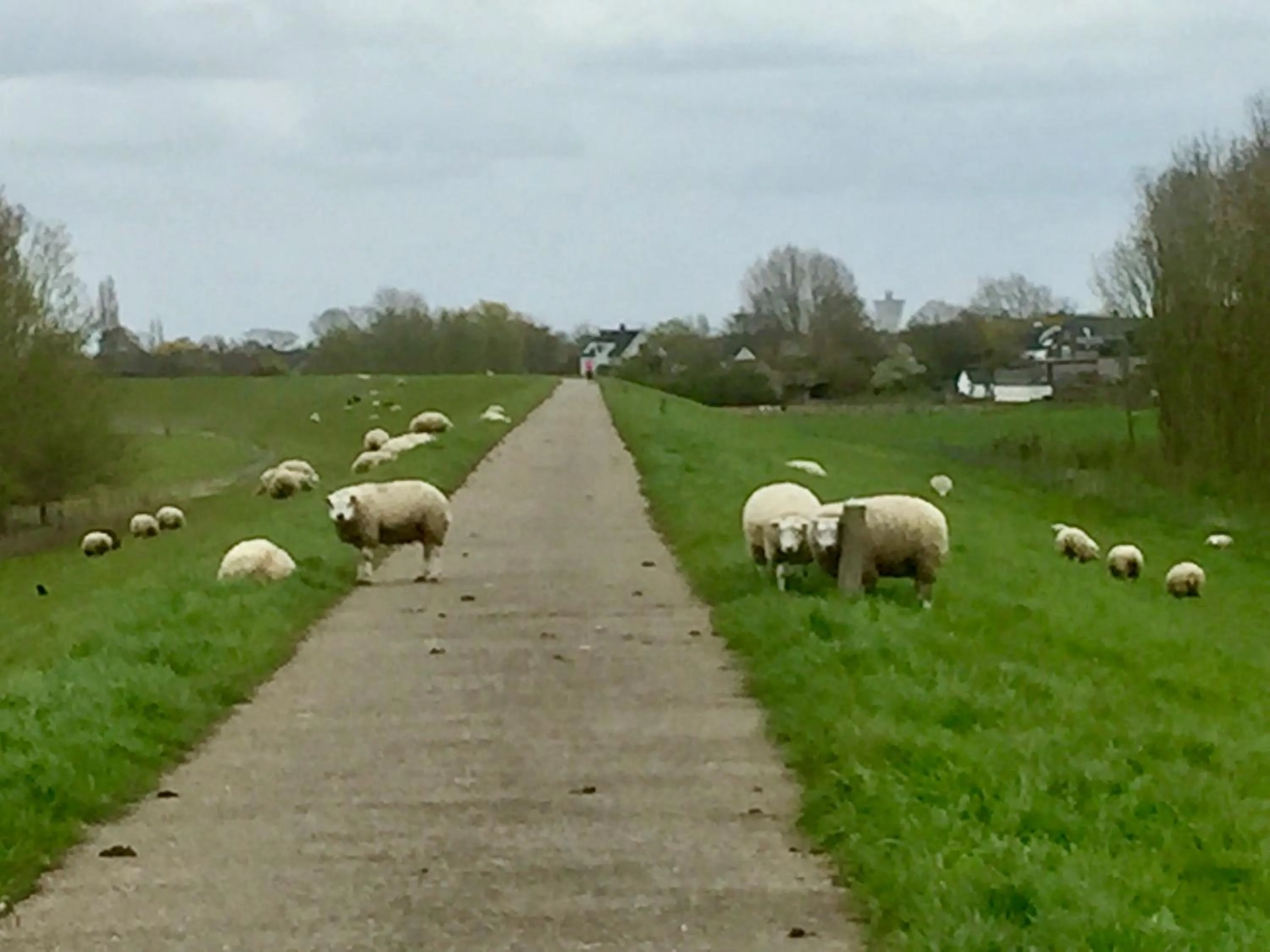 Natural landscape in B&B Gamerenwaard