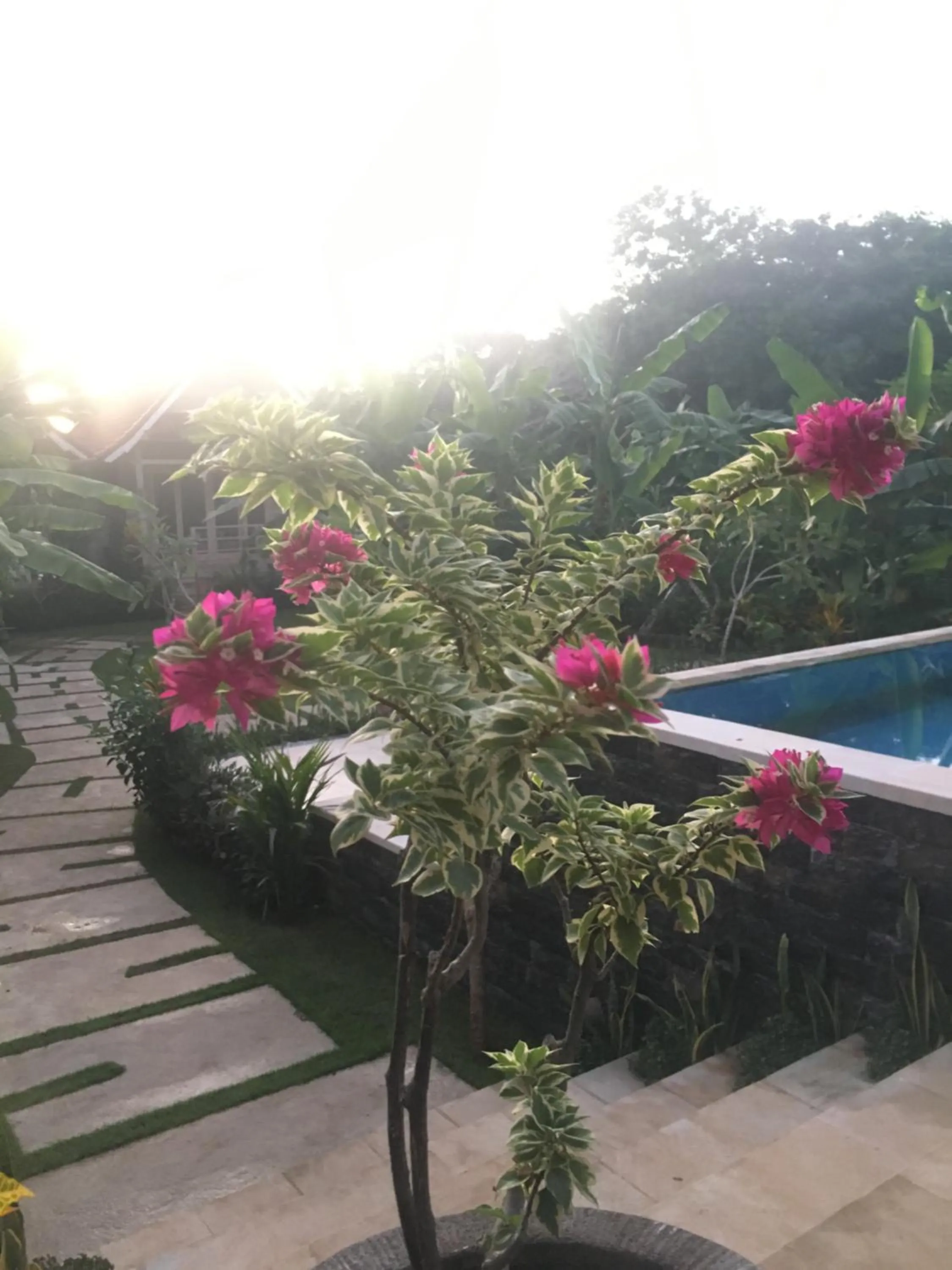 Pool view in Le Biu garden View