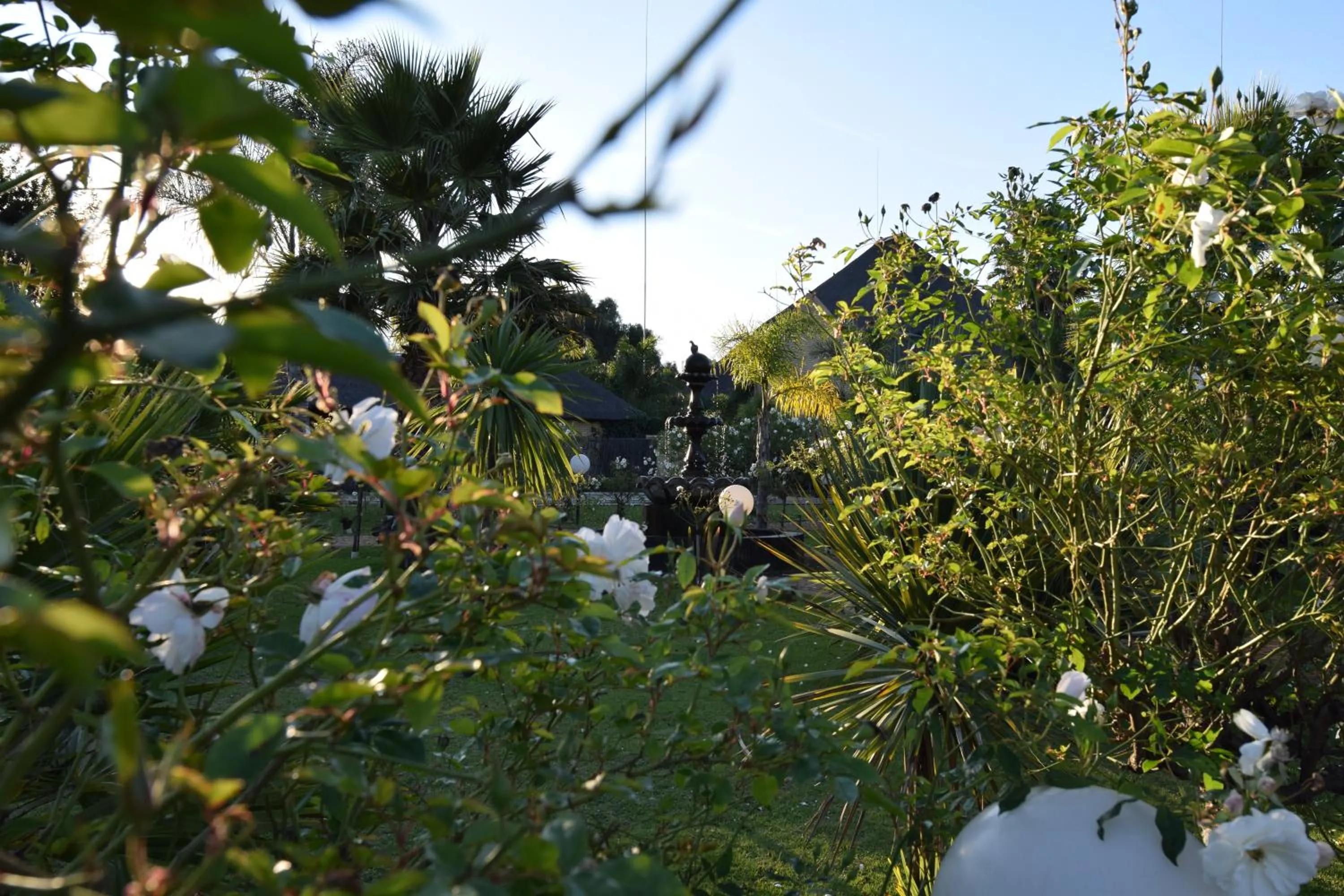 Garden in Thabong Bed and Breakfast