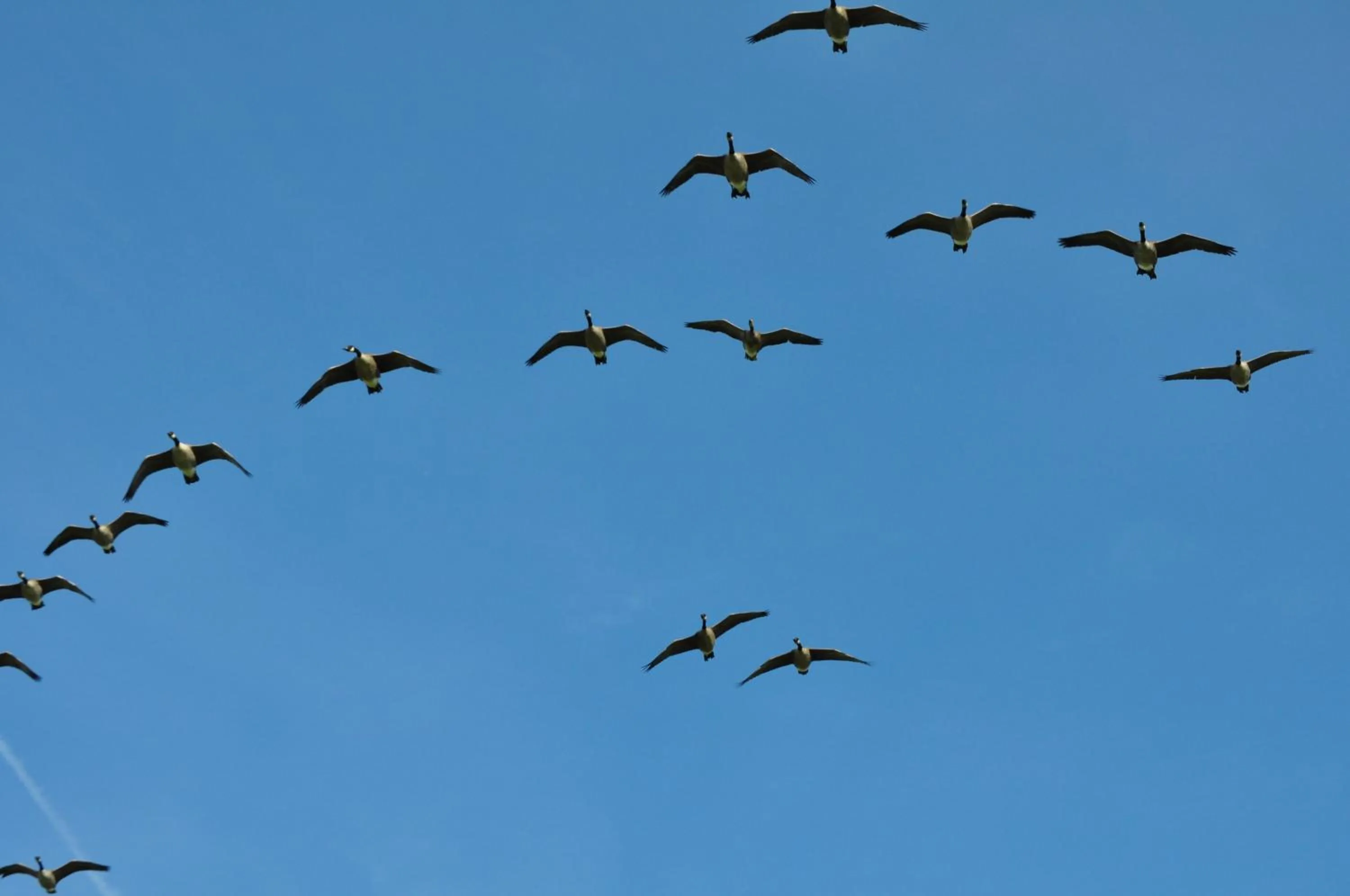 Animals in Bed & Kitchen „Den gamle Skole“ Nr. Sejerslev