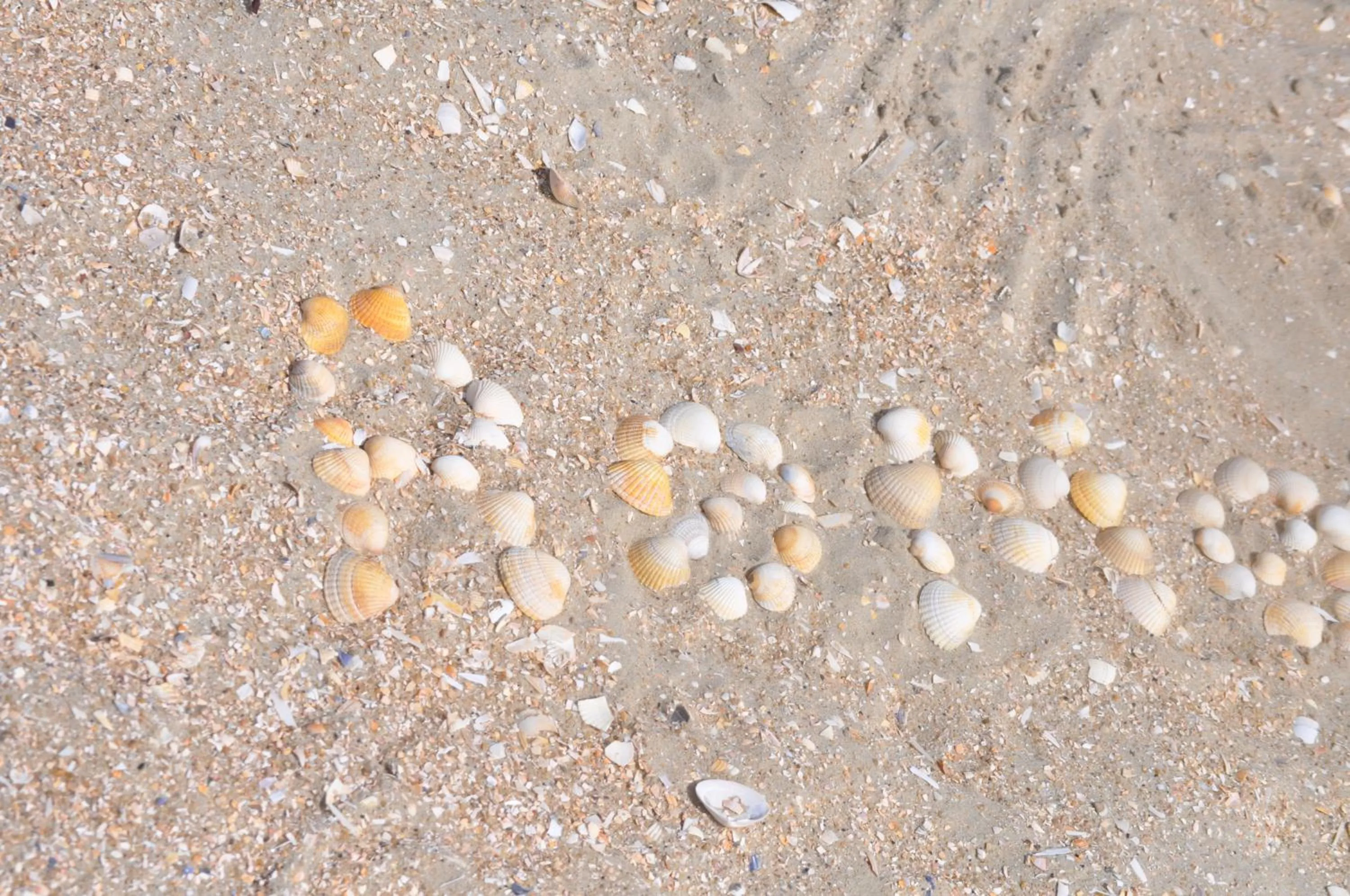 Staff in Bed & Kitchen „Den gamle Skole“ Nr. Sejerslev