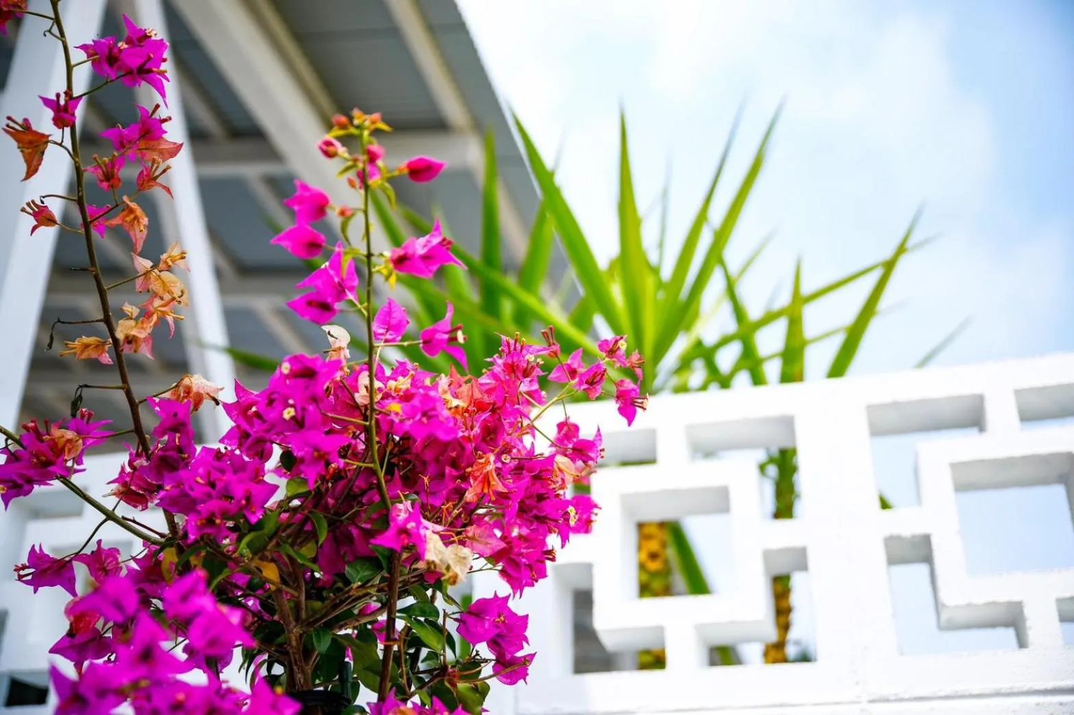 Garden in SHIRAHAMA BEACH GARDEN