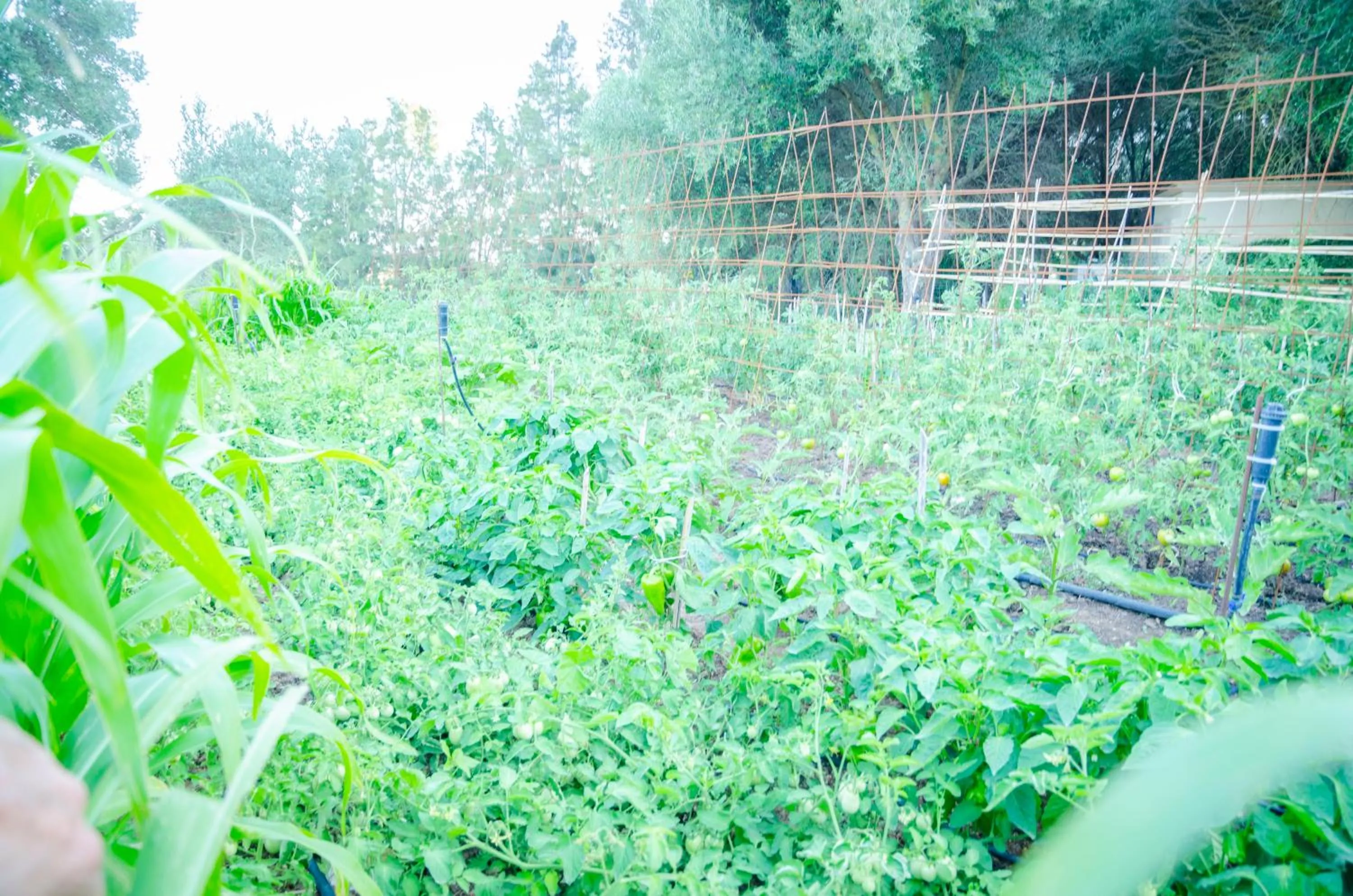 Garden in Hostal Restaurante Benalup Golf