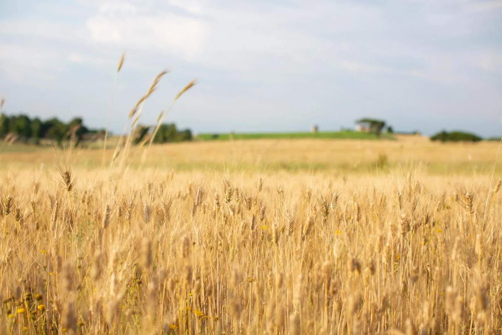 Natural landscape in Tenuta Capizucchi