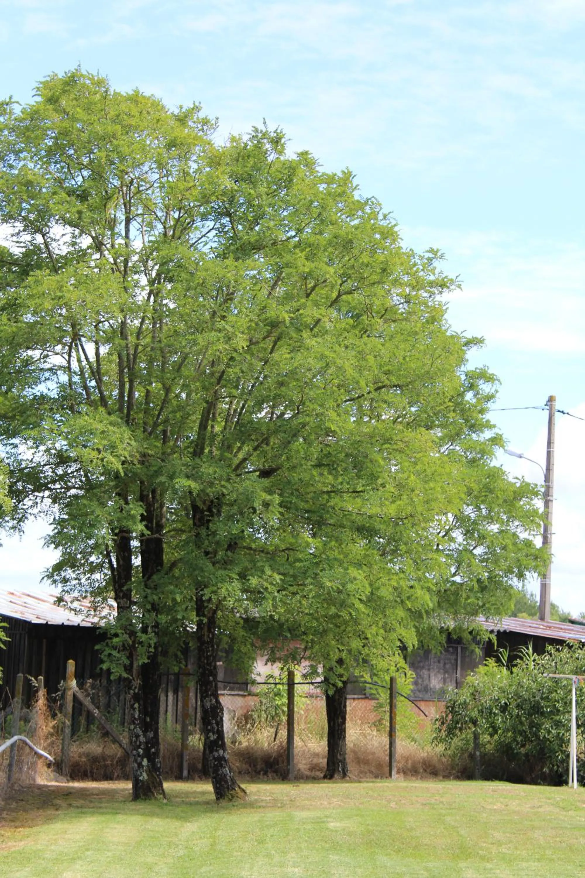 Garden in Hôtel LES TERRASSES