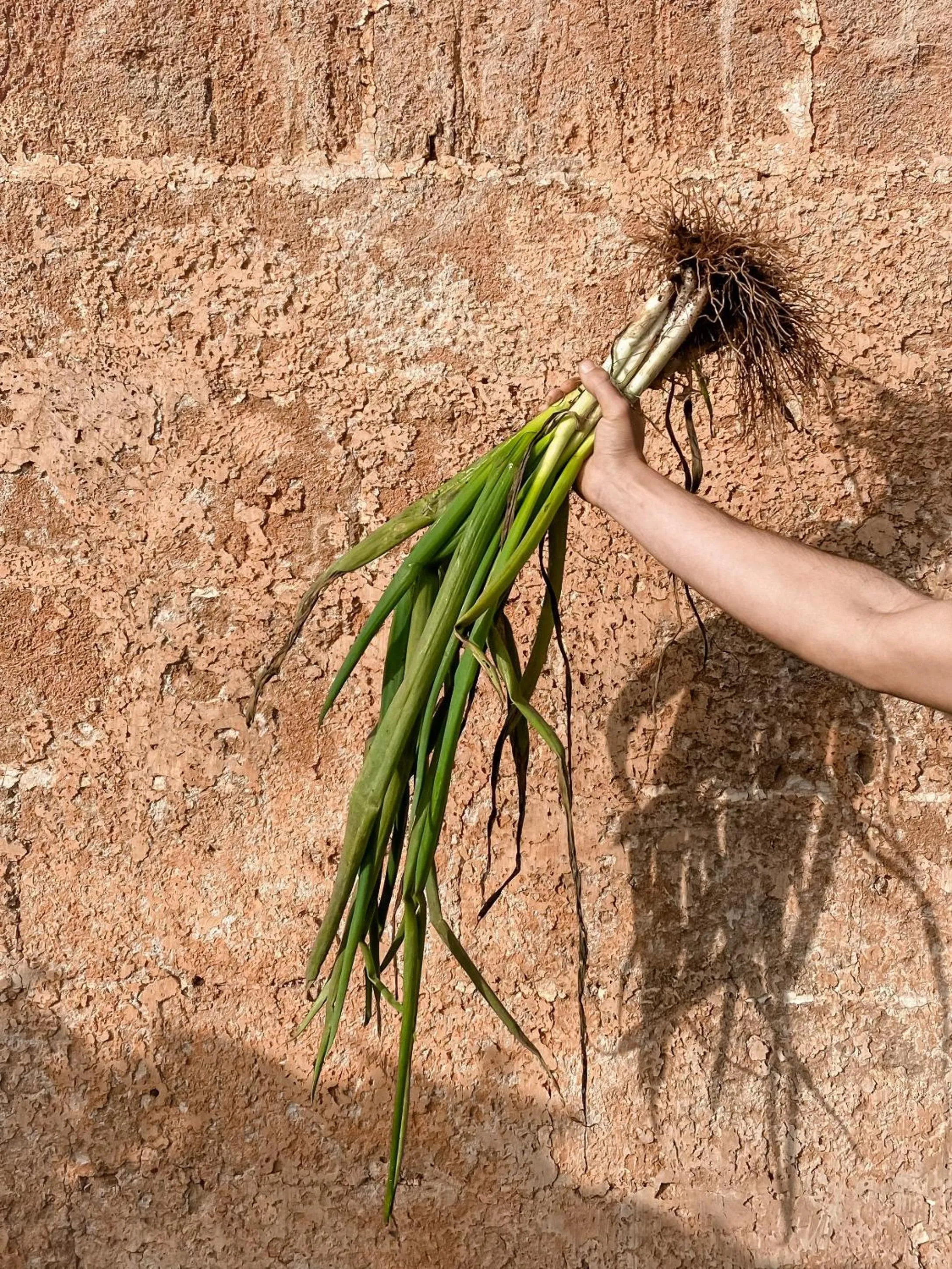 Day in Galeta Masseria
