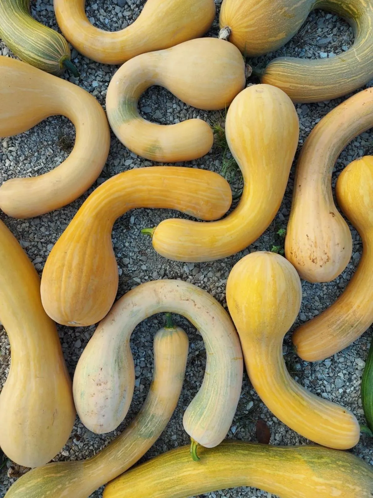 Food in Galeta Masseria