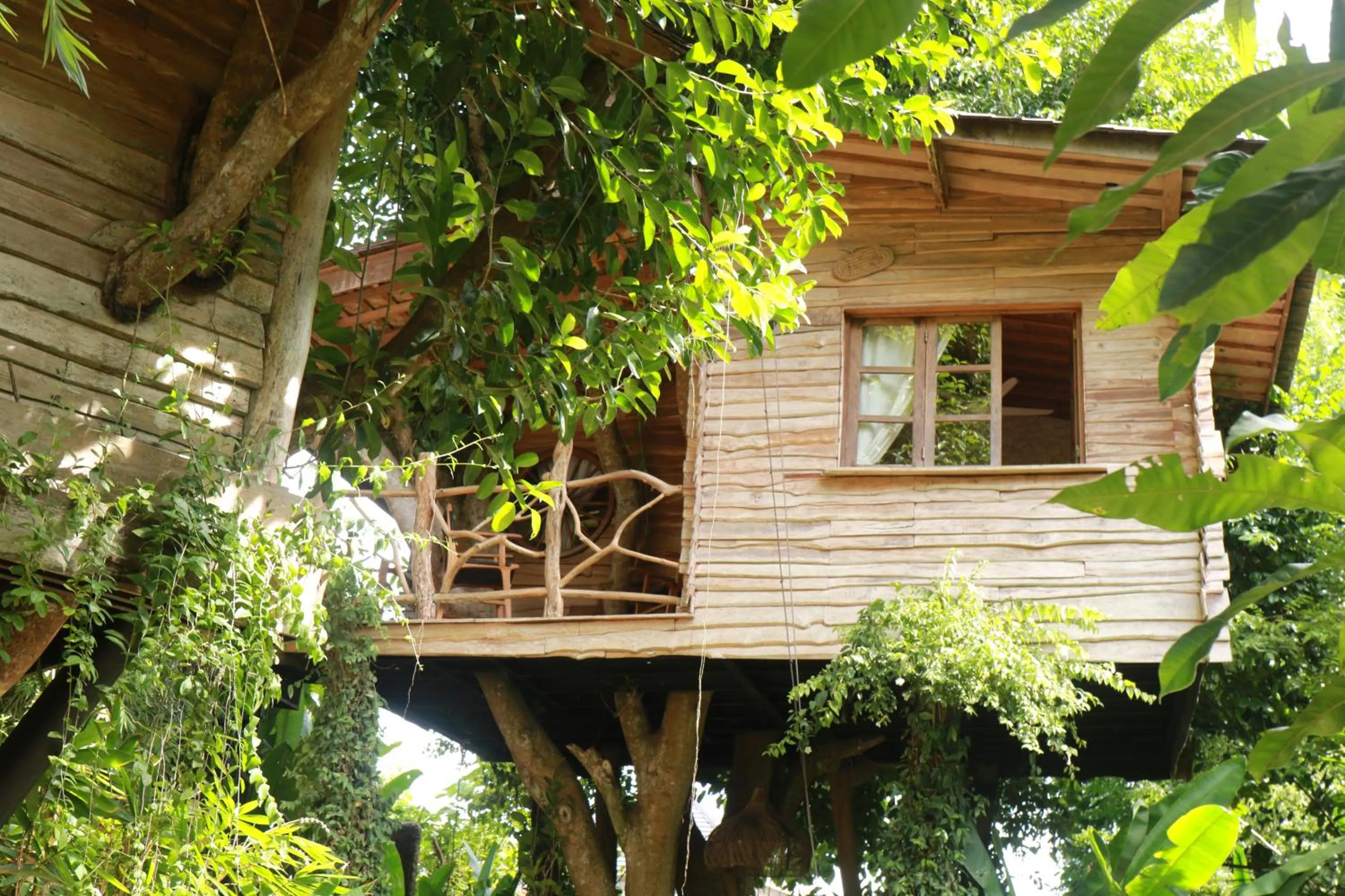Property building in Roots Tree House