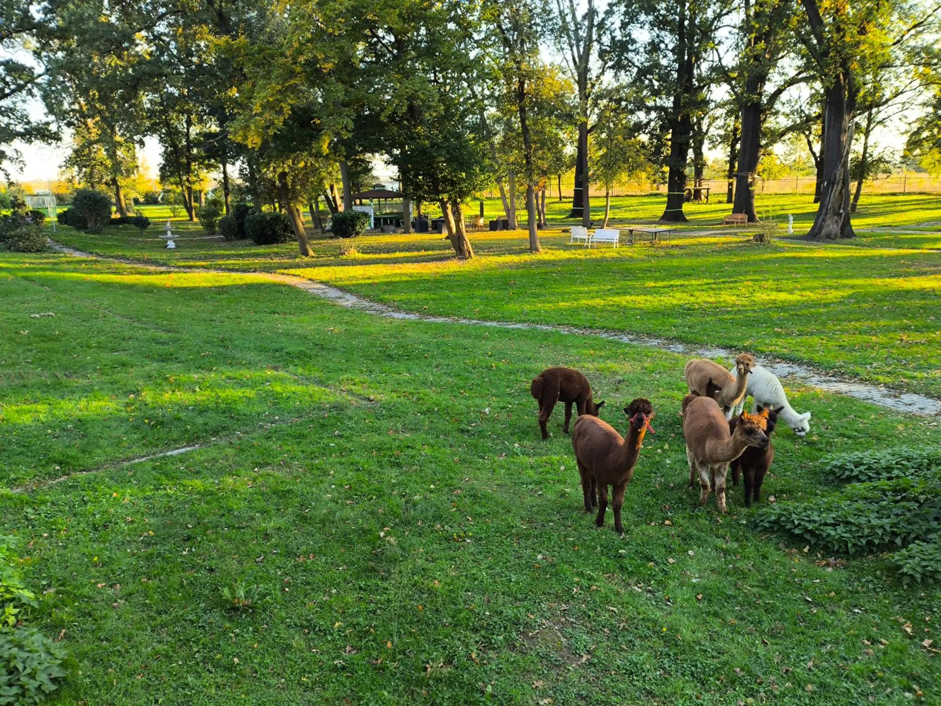 Animals in Rittergut Dröschkau