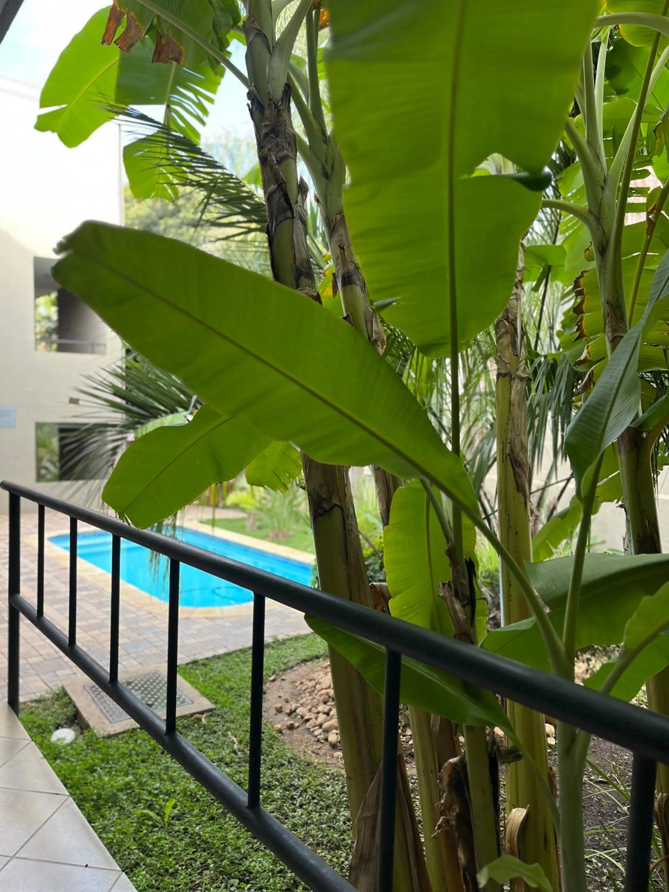 Garden view in Hillside Executive Accommodation