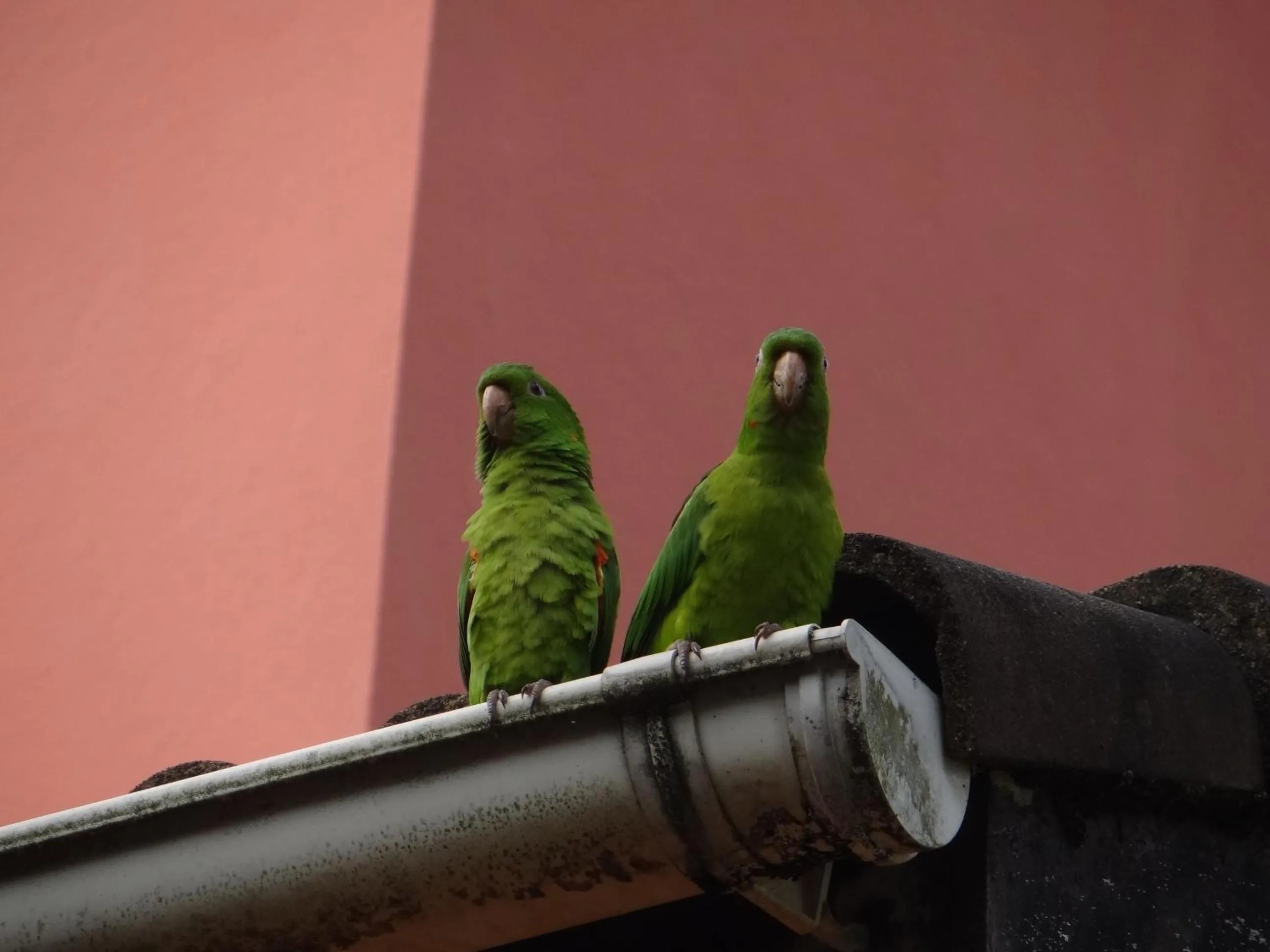 Animals in Pousada da Mantiqueira