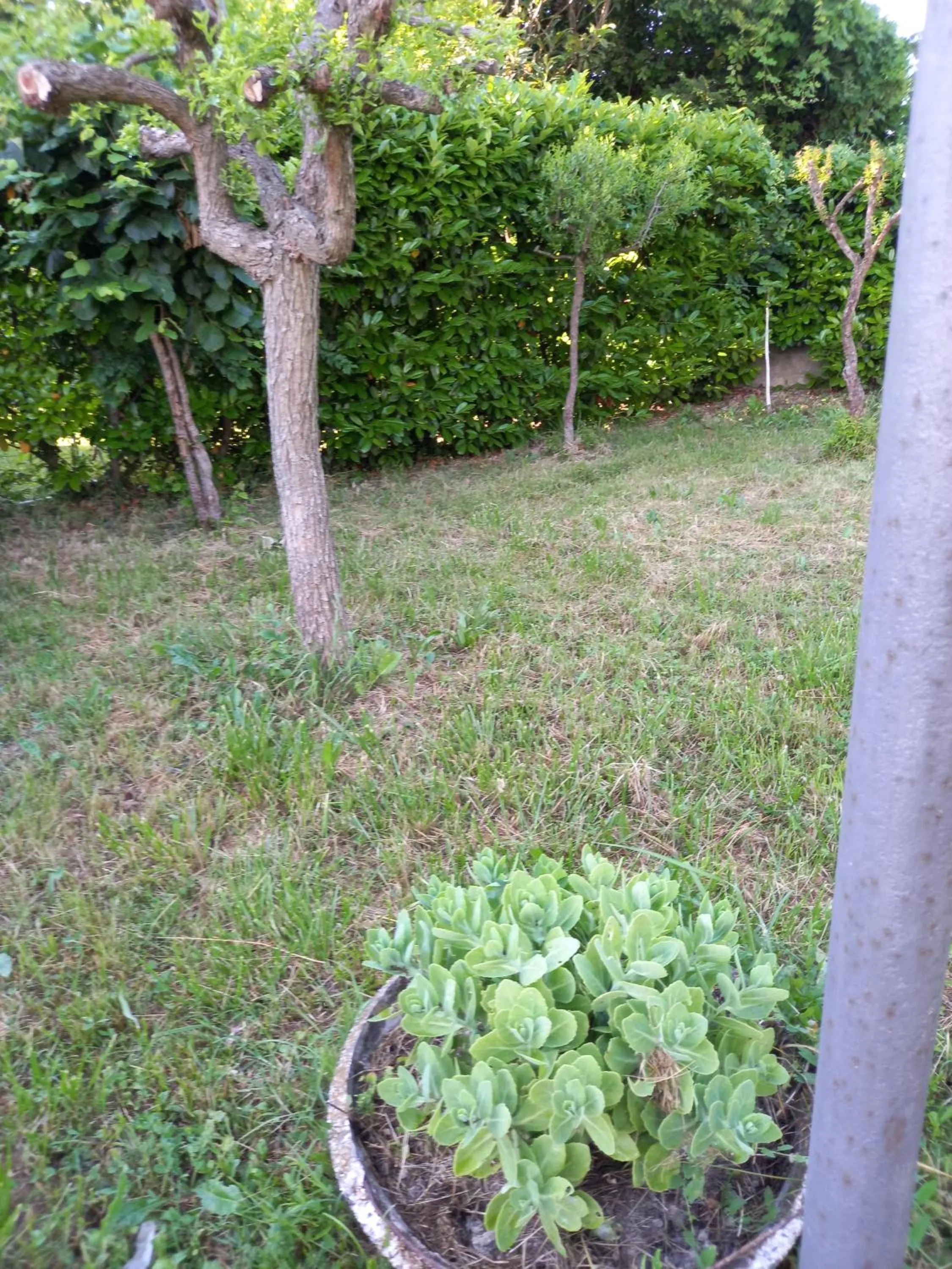 Garden in Alloggi Adamo Venice