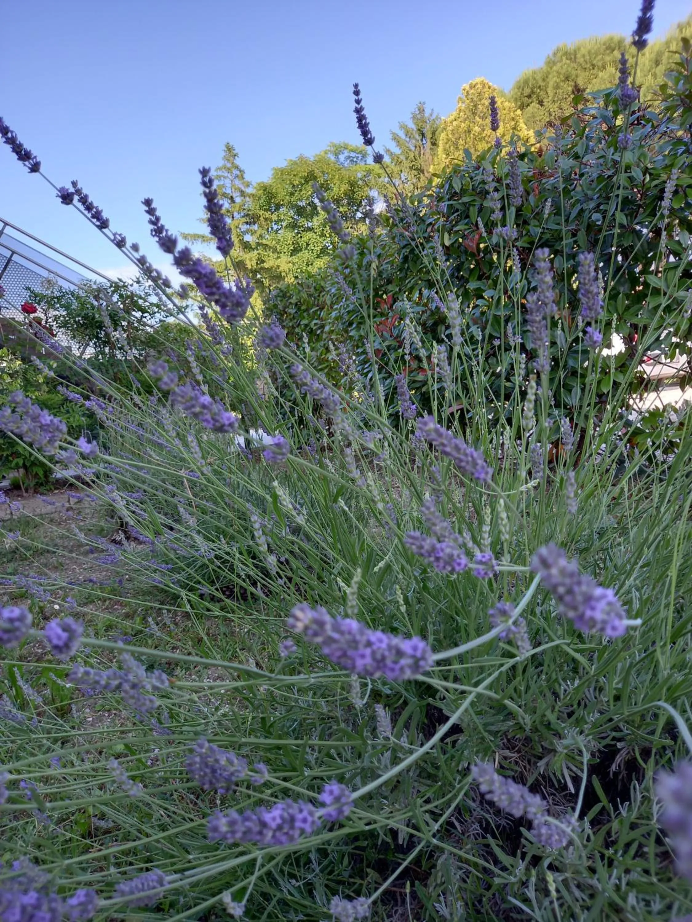 Garden in Alloggi Adamo Venice