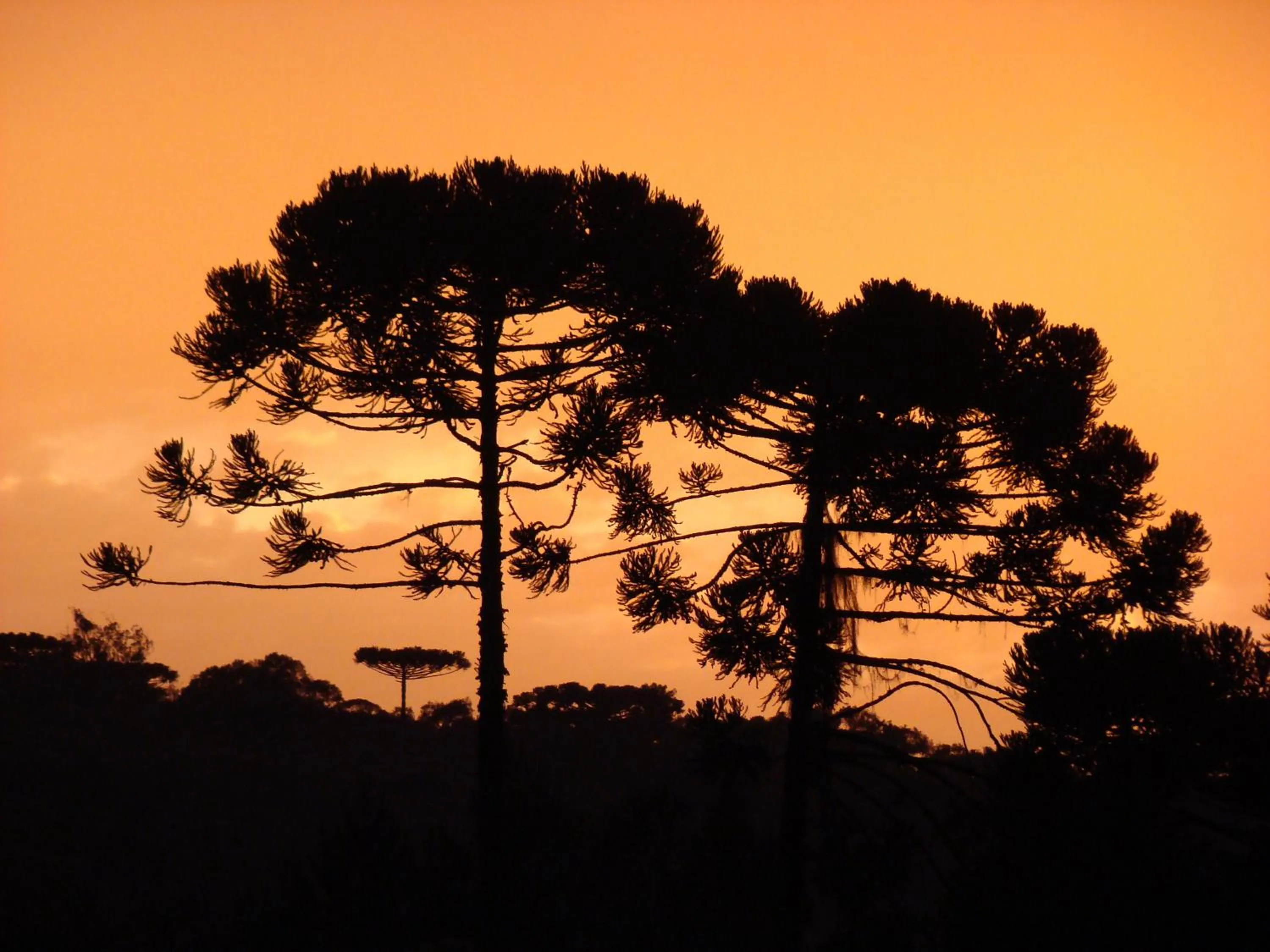Natural landscape in Hotel Pousada das Araucarias
