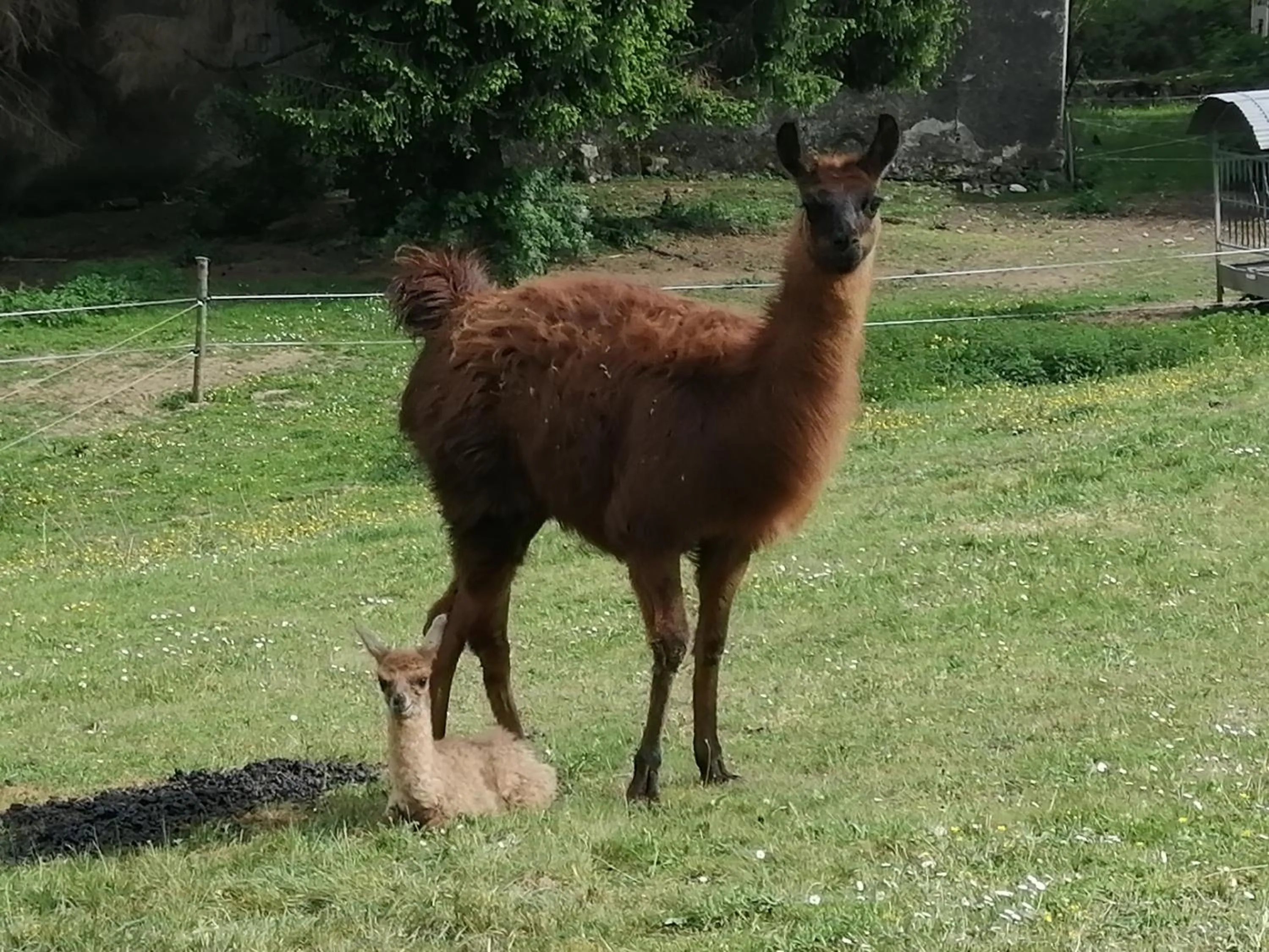 Animals in LA MAISON DE BARLEST - LOURDES