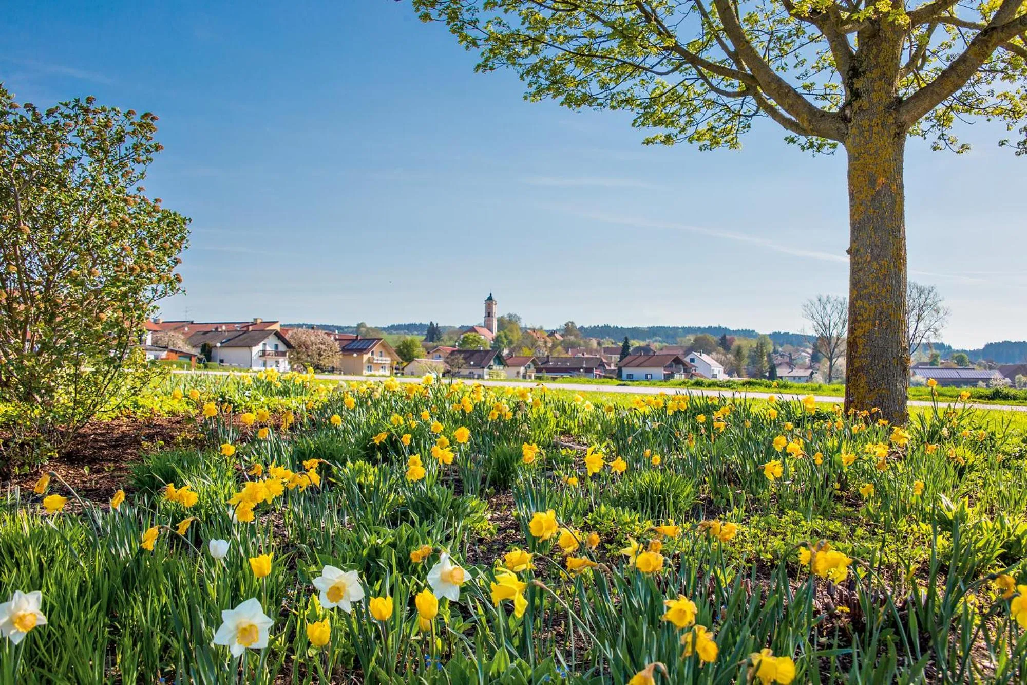 Natural landscape in Hotel Chrysantihof