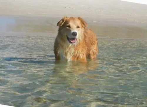 Away Nelson Bay, 29 Wollomi Ave - Spacious family home with water views, pet friendly, Wifi & aircon