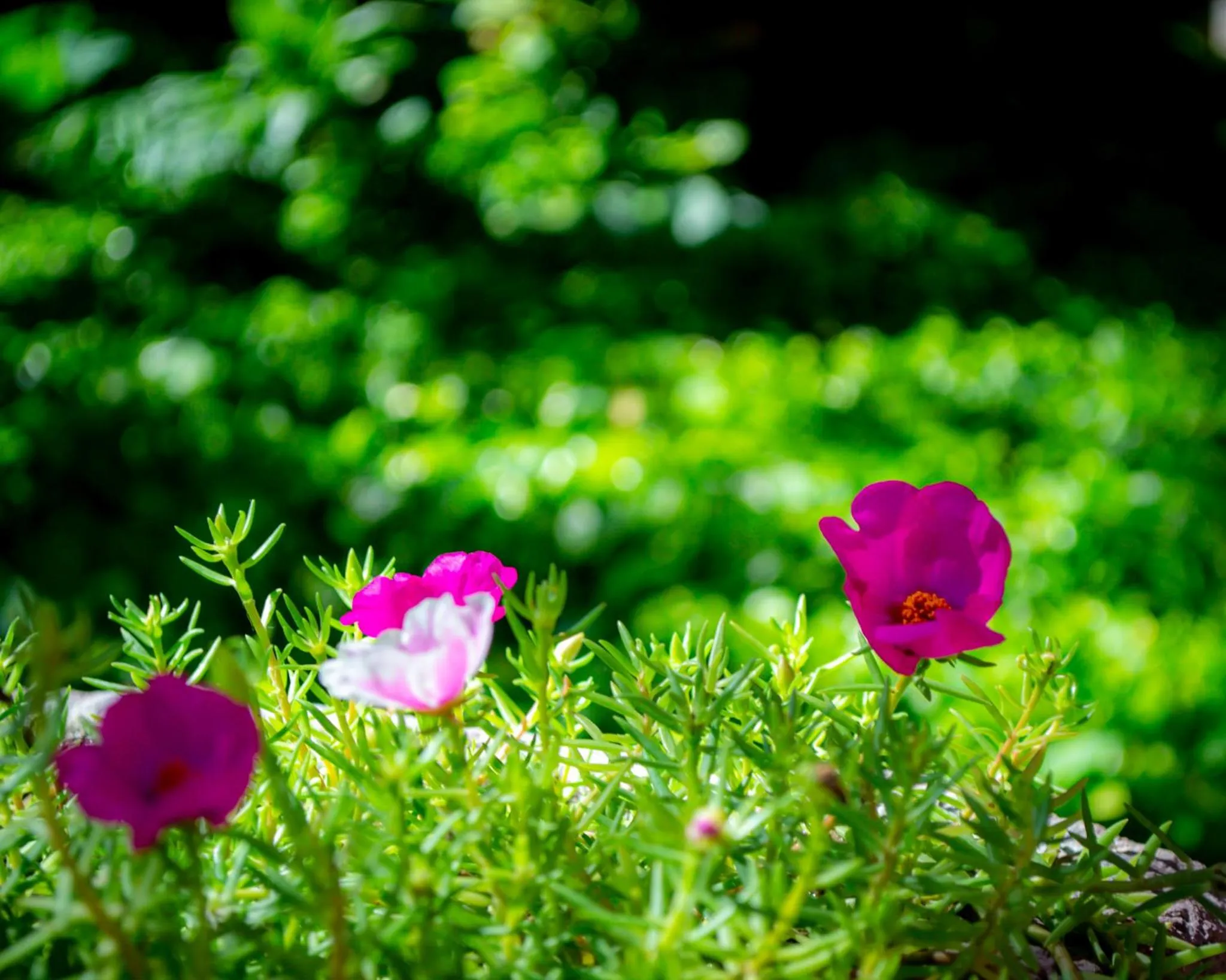 Day in Hacienda de los Santos